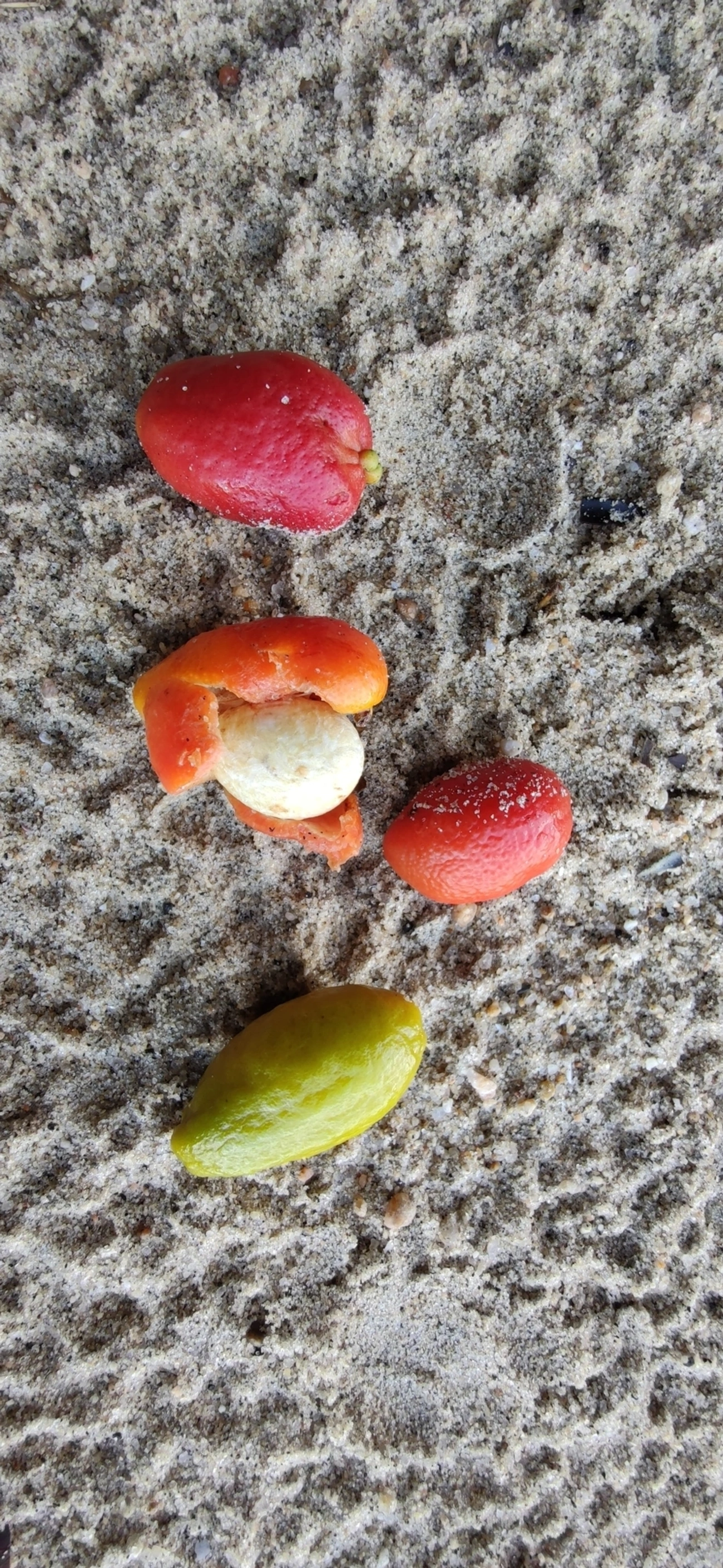 Pitangas (Eugenia), plantas, fotografado em Caraguatatuba
