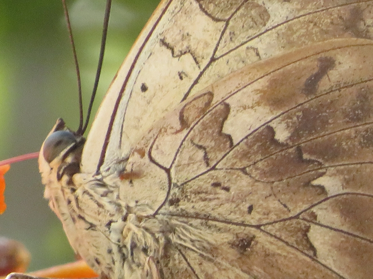 Prepona-de-um-ponto (Archaeoprepona demophon), insetos, fotografado em Maresias, São Sebastião