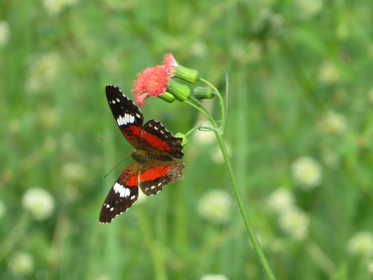 Borboleta-pavão-escarlate (Anartia amathea), insetos, fotografado em Maresias, São Sebastião