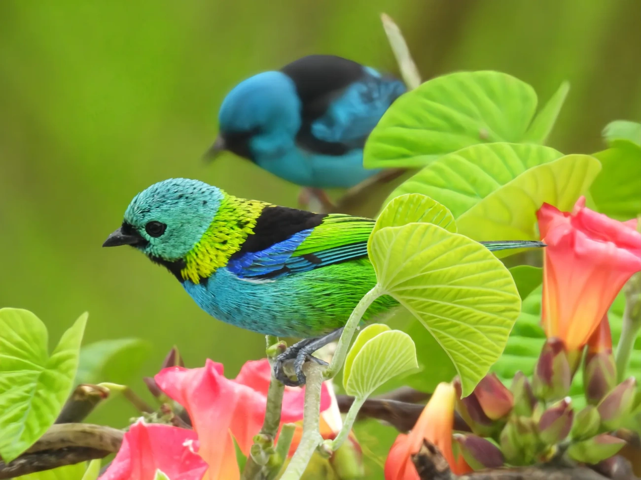 Saíra-sete-cores (Tangara seledon), aves, fotografado em Maresias, São Sebastião