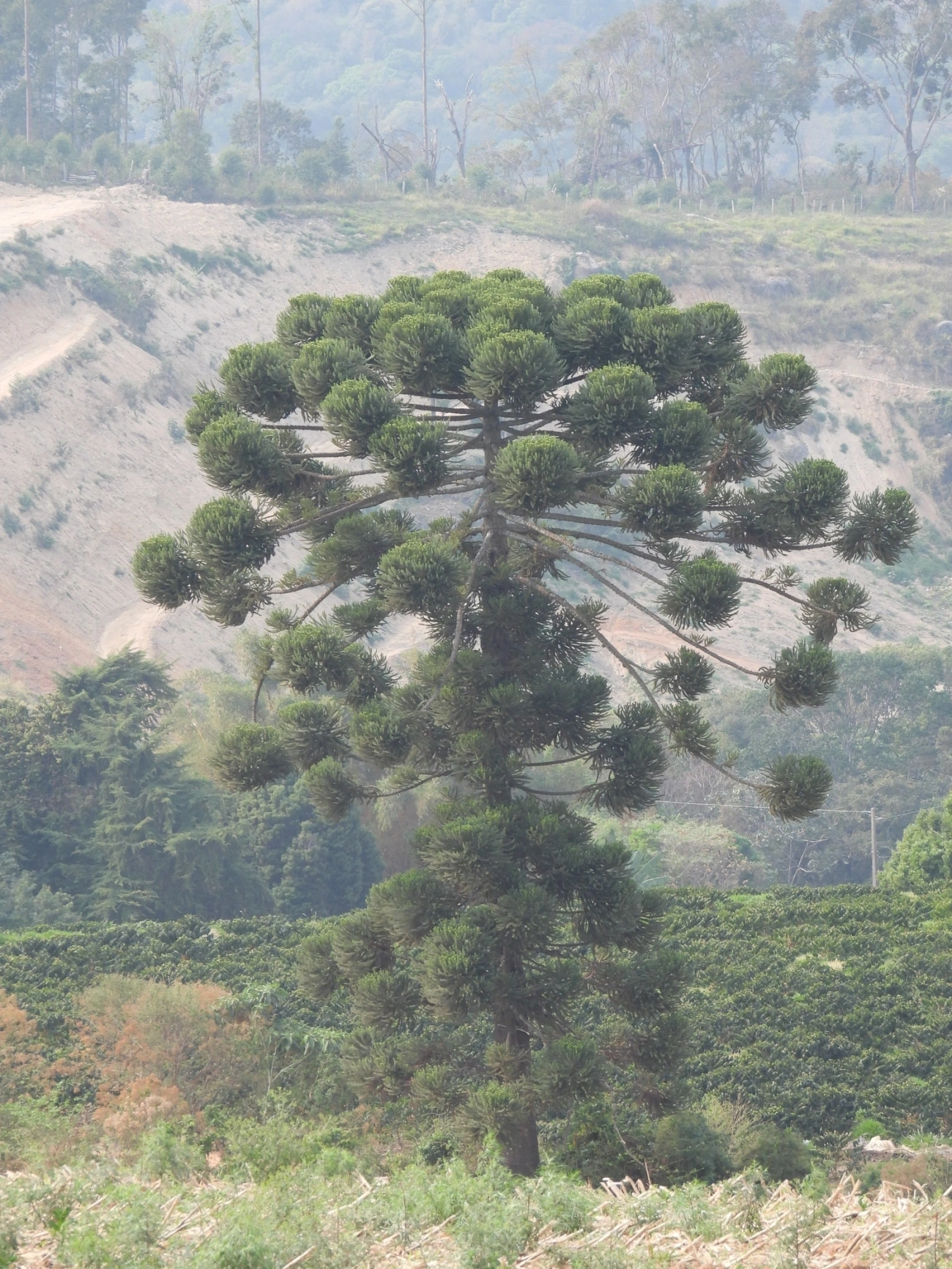 Araucária (Araucaria angustifolia), plantas, fotografado em Socorro
