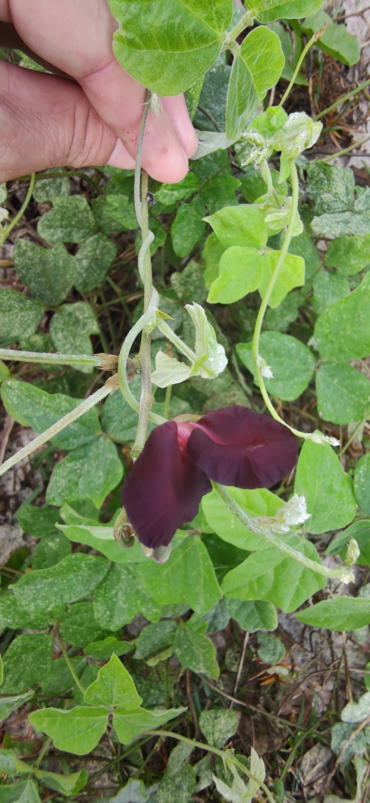 Siratro (Macroptilium atropurpureum), plantas, fotografado em Maresias, São Sebastião