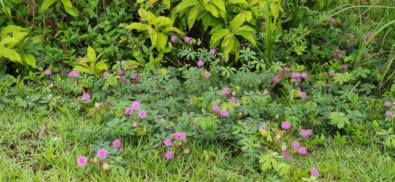 Mimosa albida, plantas, fotografado em Caraguatatuba
