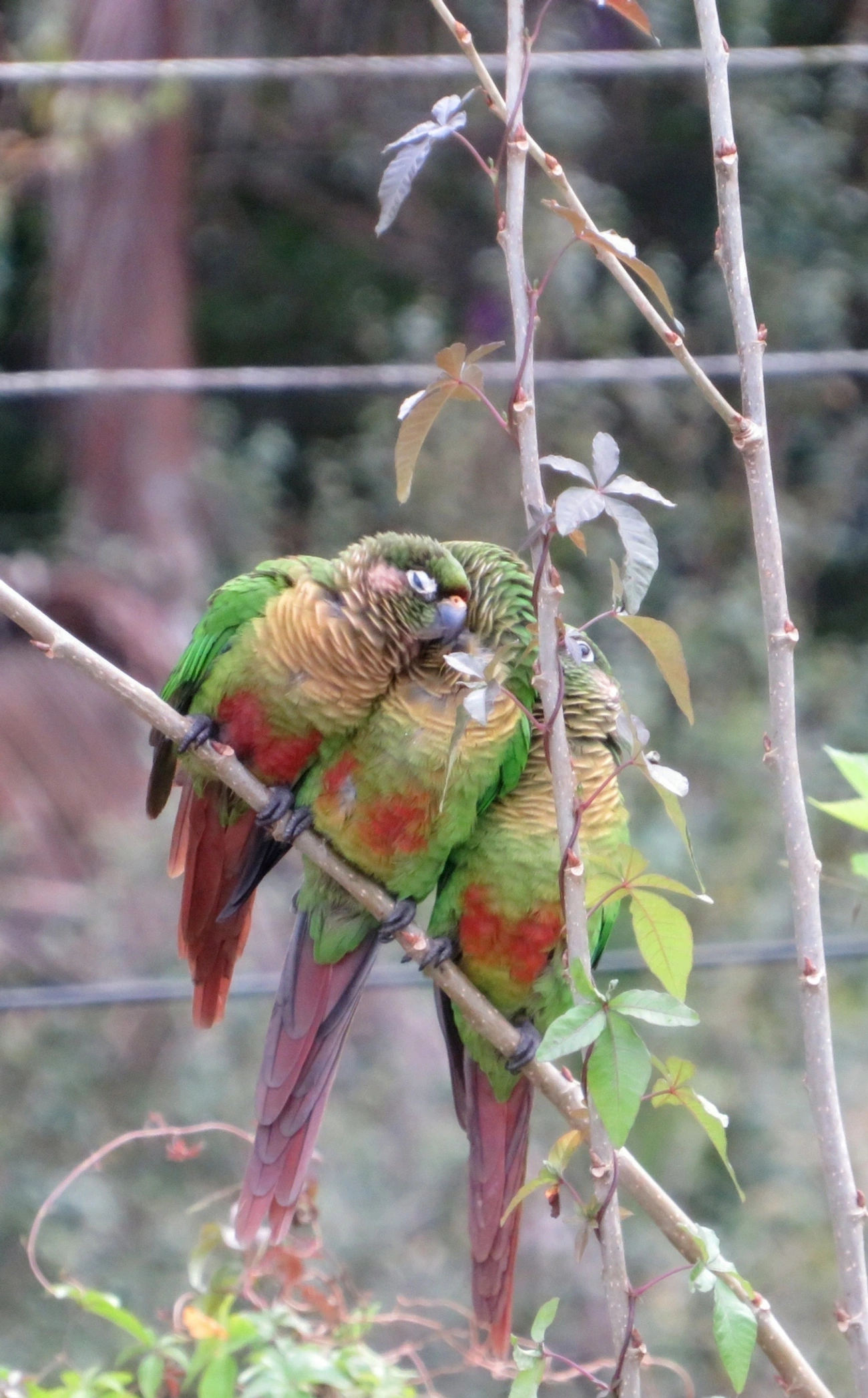 Tiriba-de-testa-vermelha (Pyrrhura frontalis), aves, fotografado em Maresias, São Sebastião