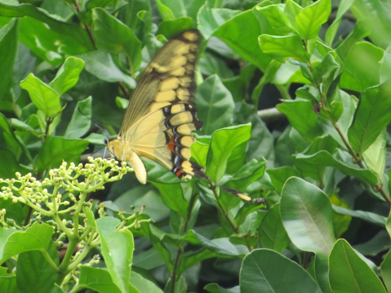 Borboleta-caixão-de-defunto (Heraclides thoas), insetos, fotografado em Maresias, São Sebastião