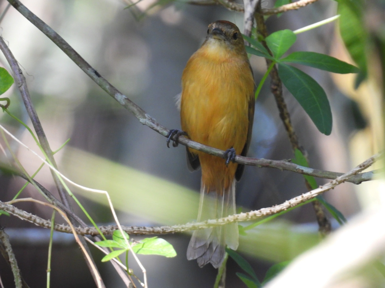 Tiê-galo (Loriotus cristatus), aves, fotografado em Maresias, São Sebastião