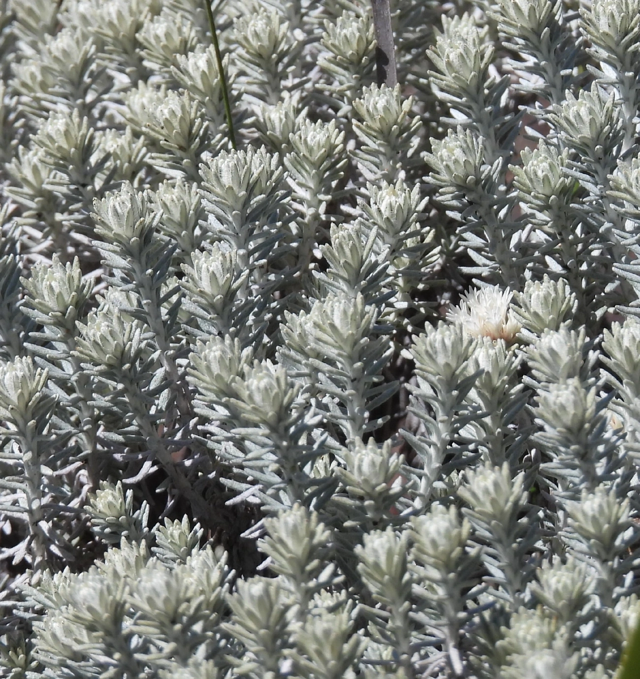 Asteráceas (Asteraceae), plantas, fotografado em Engenheiro Passos