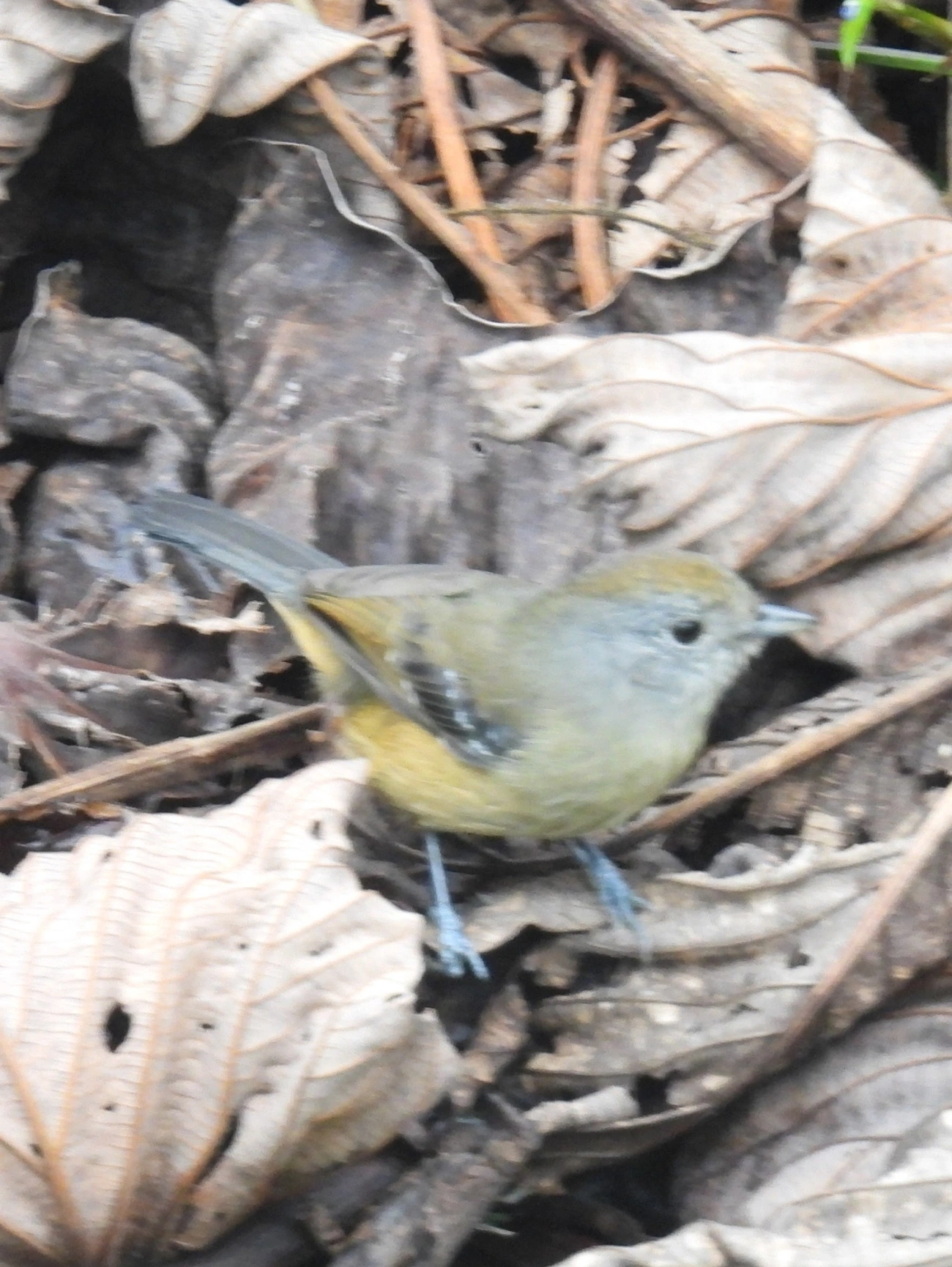 Choca-da-mata (Thamnophilus caerulescens), aves, fotografado em Serrinha do Alambari