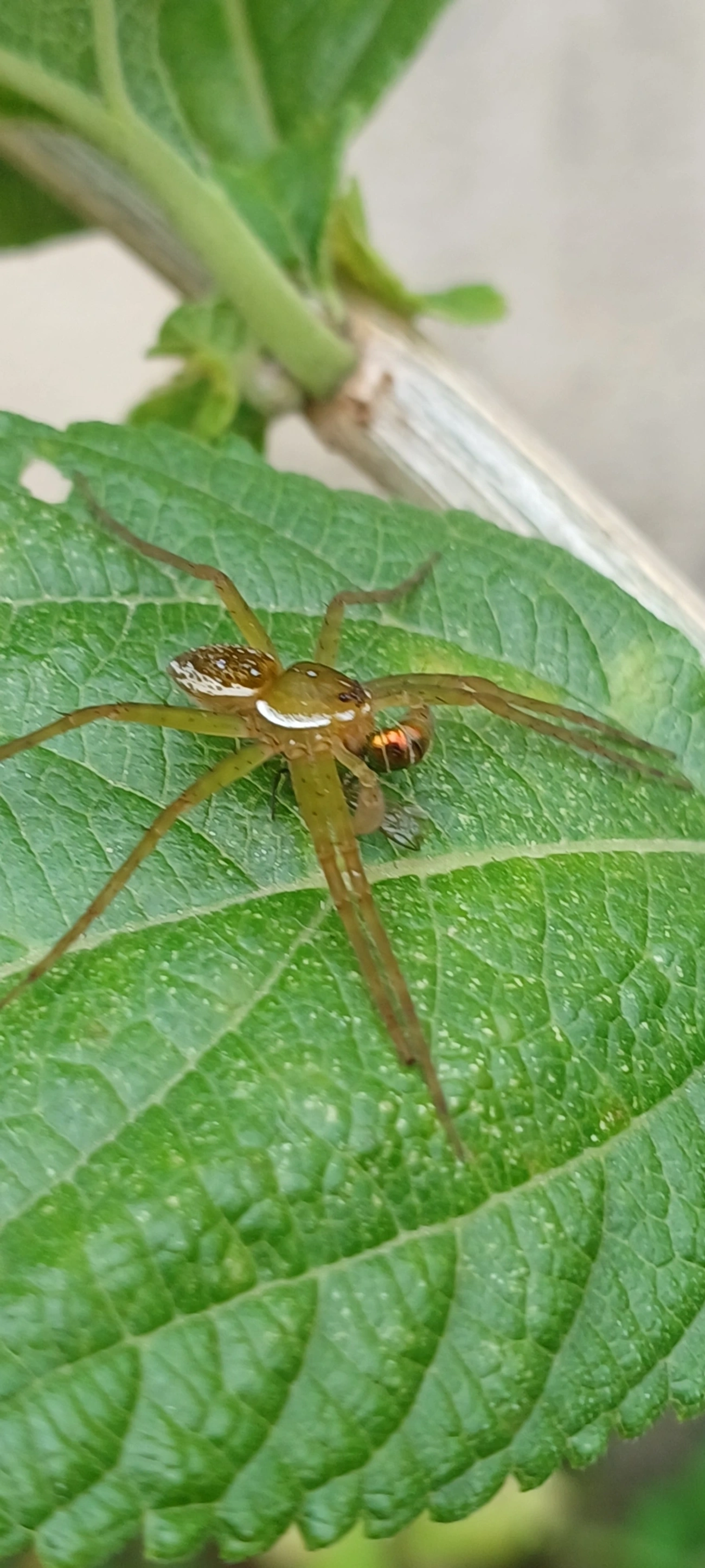 Thaumasia, aracnídeos, fotografado em Maresias, São Sebastião