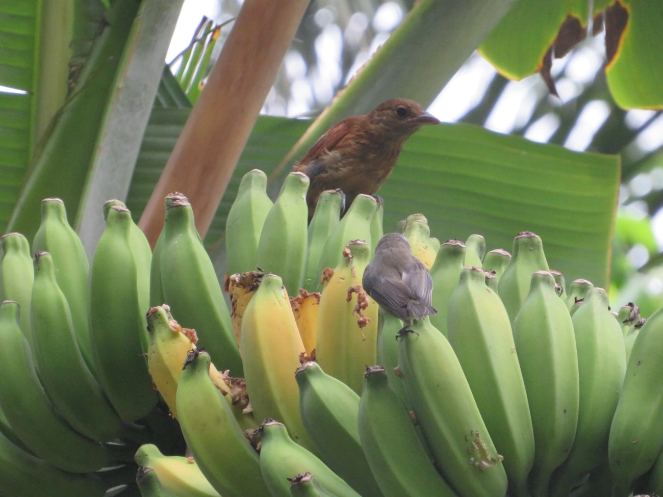 Tiê-preto (Tachyphonus coronatus), aves, fotografado em Maresias, São Sebastião