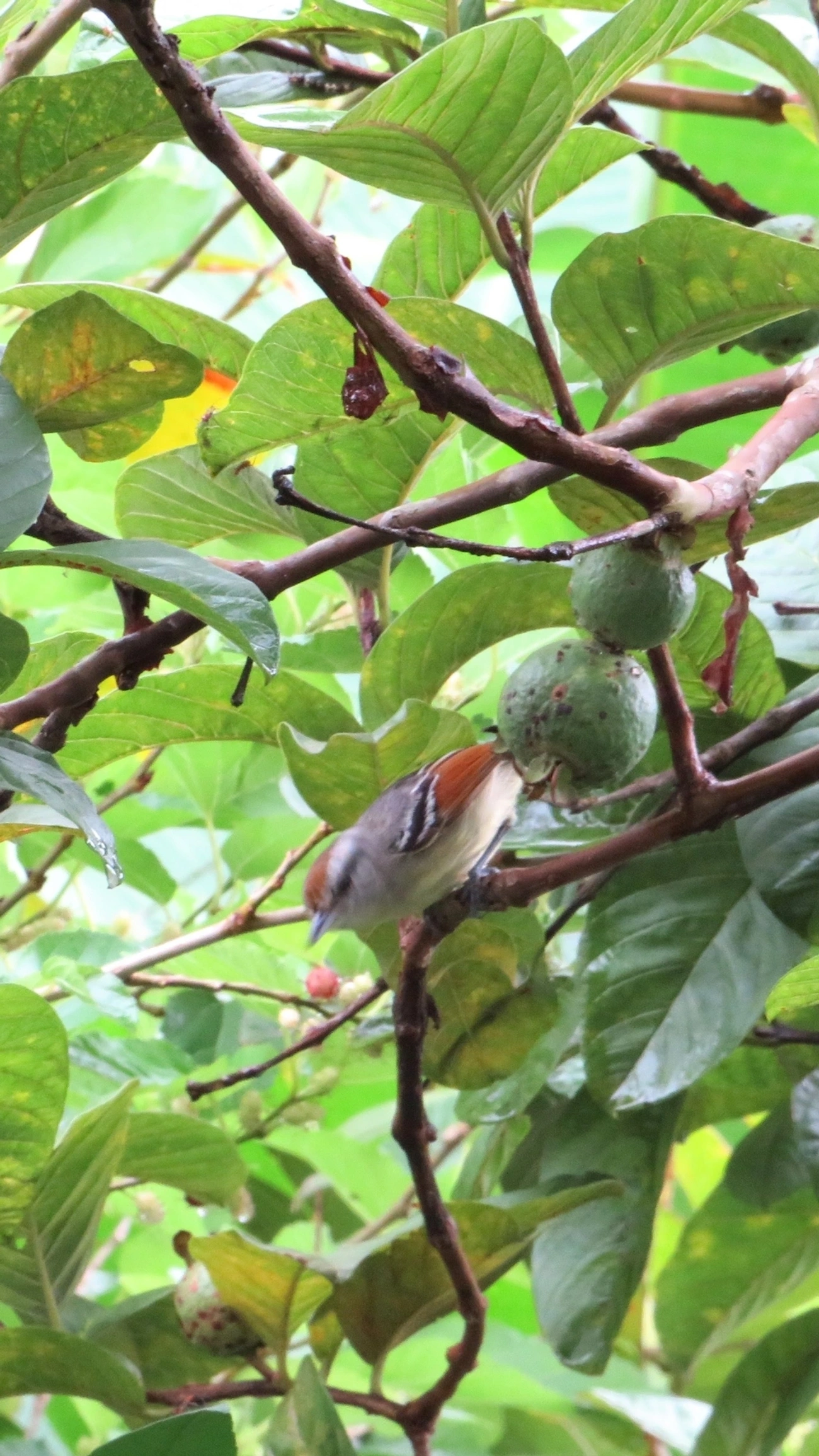 Chorozinho-de-Asa-Vermelha (Herpsilochmus rufimarginatus), aves, fotografado em Maresias, São Sebastião