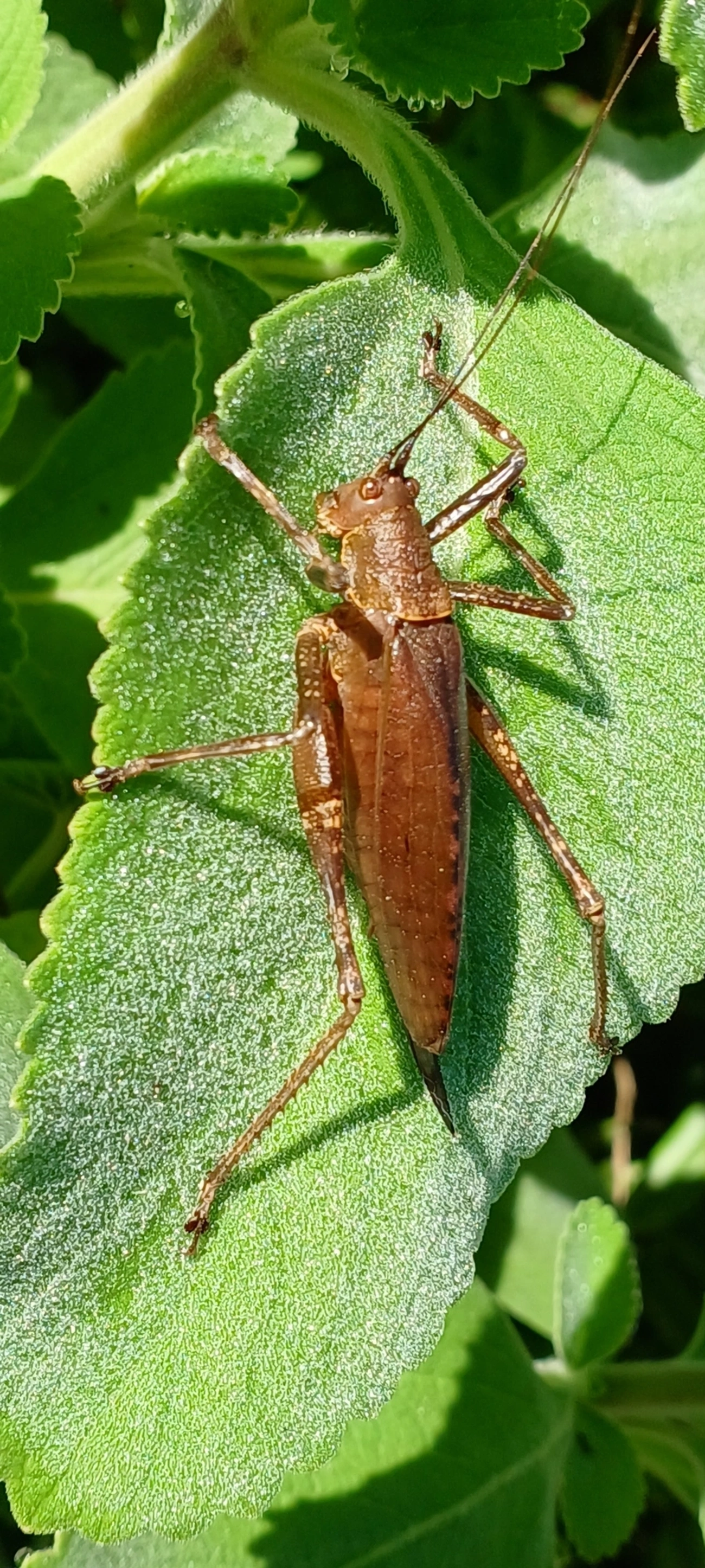 Meroncidius, insetos, fotografado em Maresias, São Sebastião
