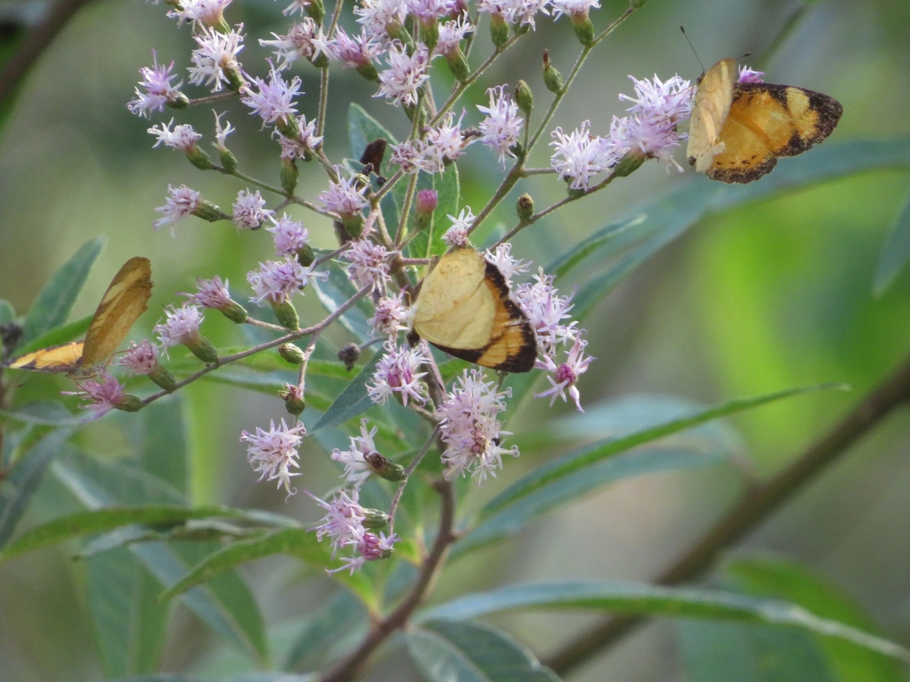 Tegosa claudina, insetos, fotografado em Maresias, São Sebastião