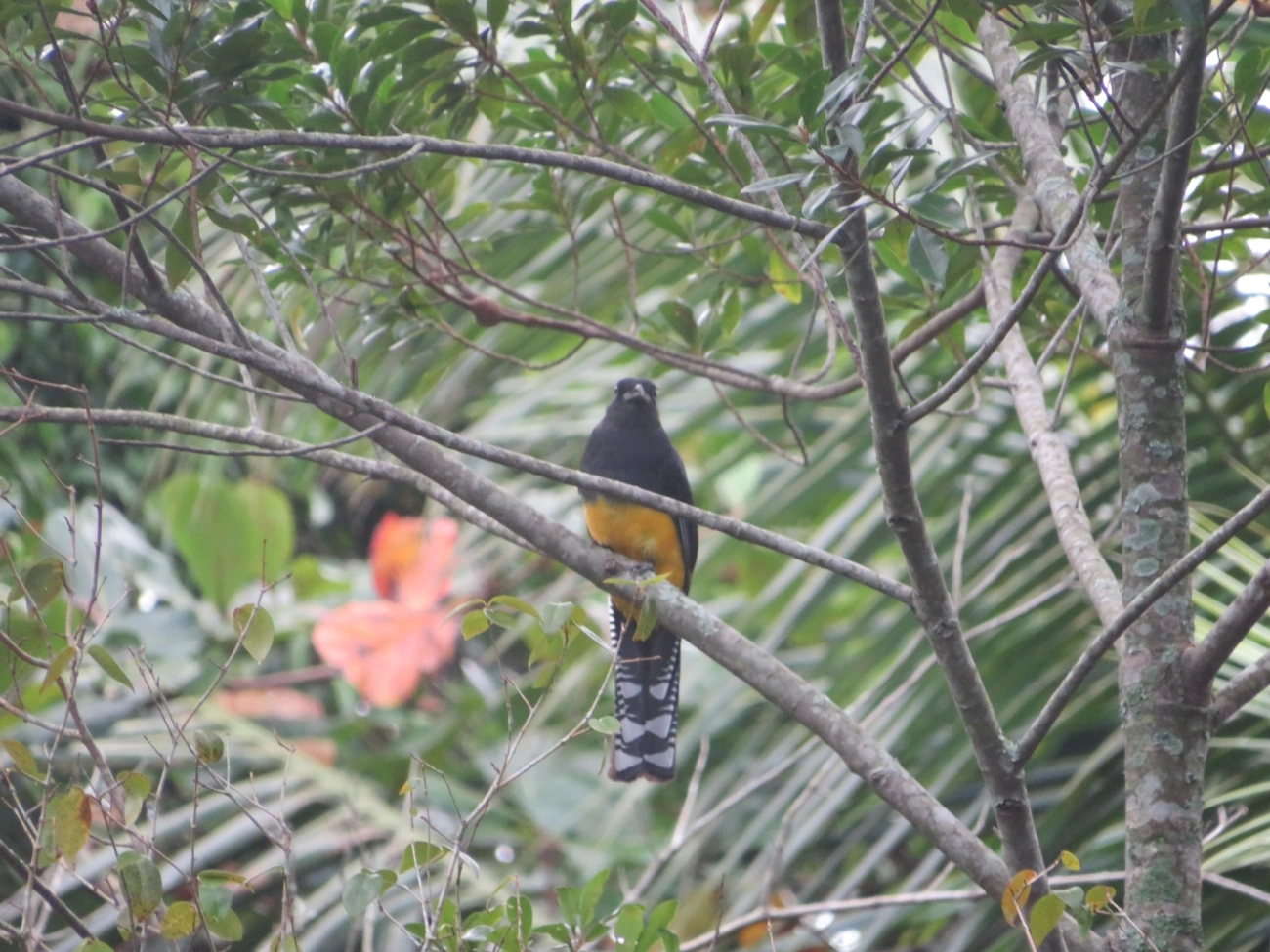 Surucuá-de-barriga-amarela (Trogon viridis), aves, fotografado em Maresias, São Sebastião