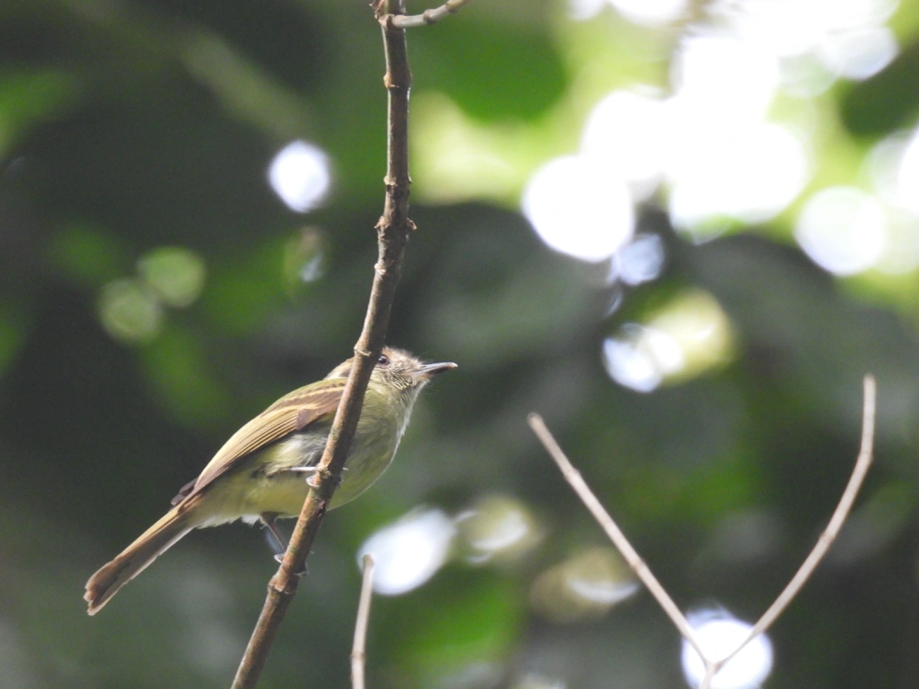 Cabeçudo (Leptopogon amaurocephalus), aves, fotografado em Maresias, São Sebastião
