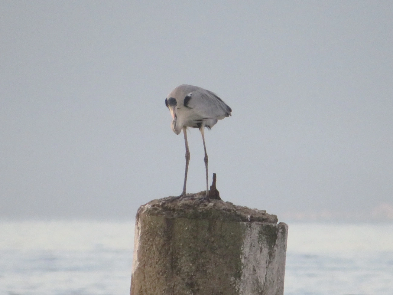 Garça-moura (Ardea cocoi), aves, fotografado em Maresias, São Sebastião