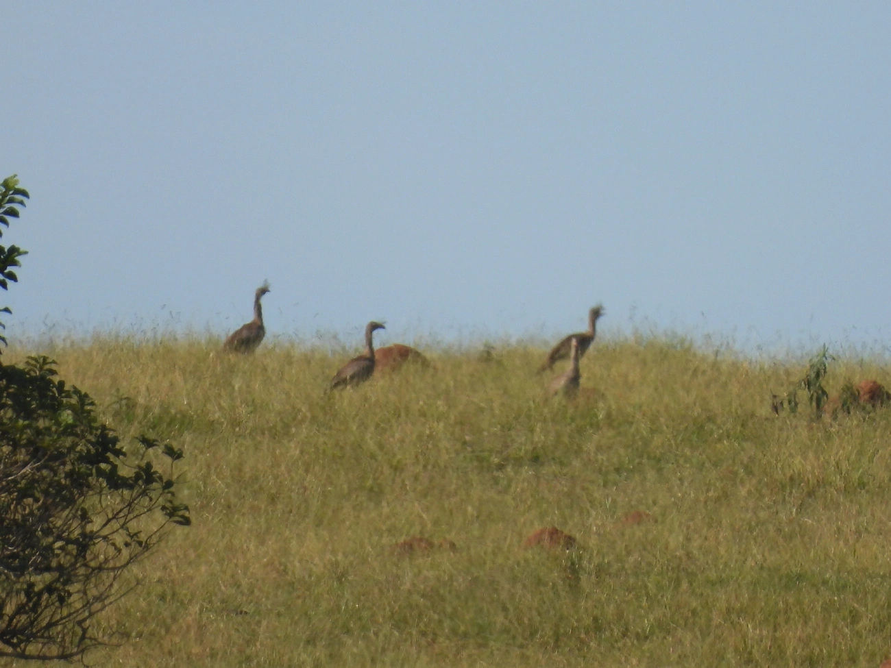 Seriema (Cariama cristata), aves, fotografado em Bragança Paulista