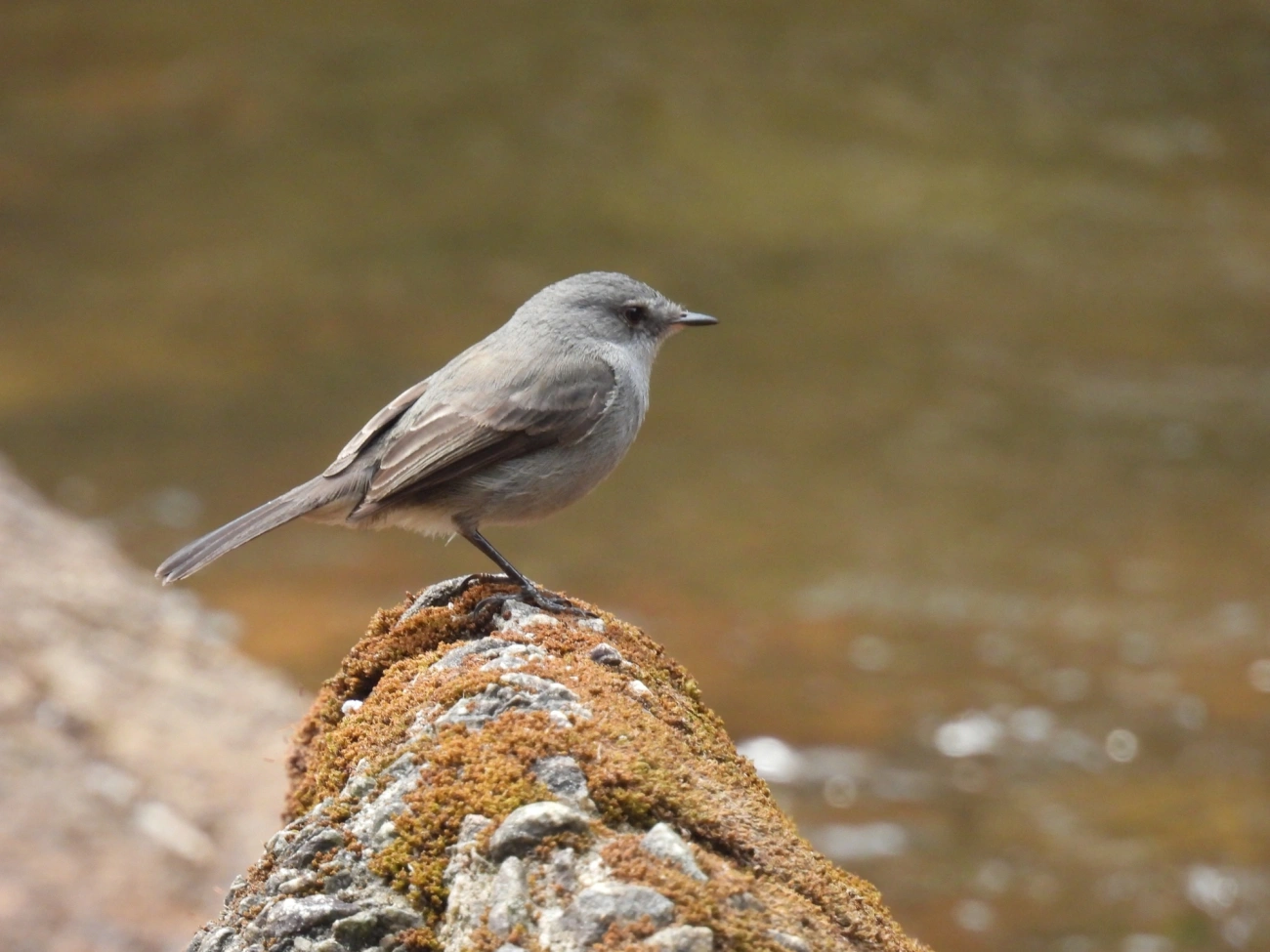 João-Pobre (Serpophaga nigricans), aves, fotografado em Itamonte