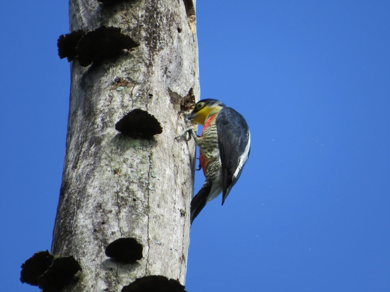 Benedito-de-testa-amarela (Melanerpes flavifrons), aves, fotografado em Maresias, São Sebastião
