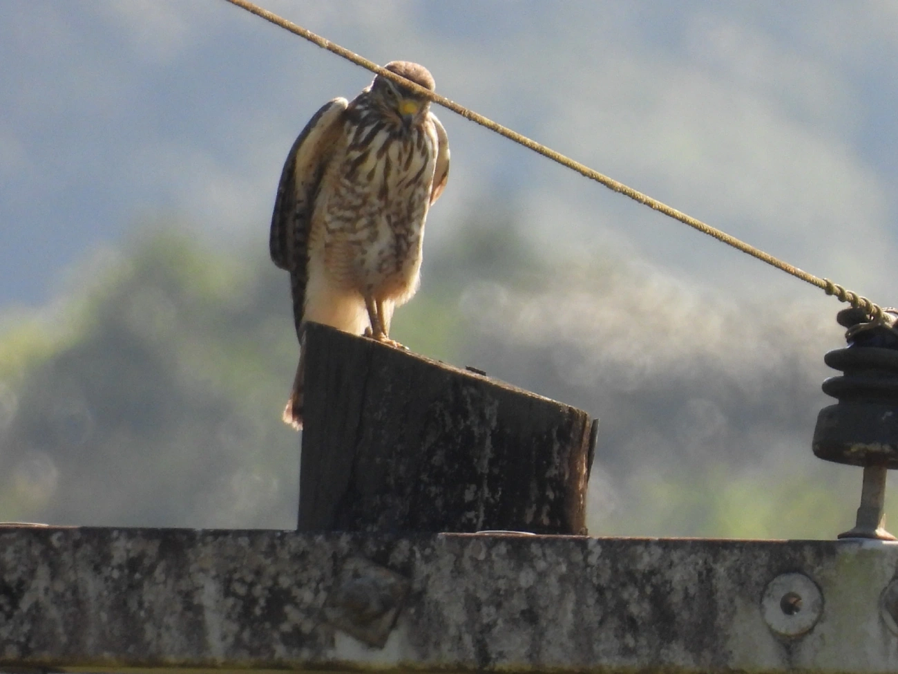 Gavião-carijó (Rupornis magnirostris), aves, fotografado em Cananéia