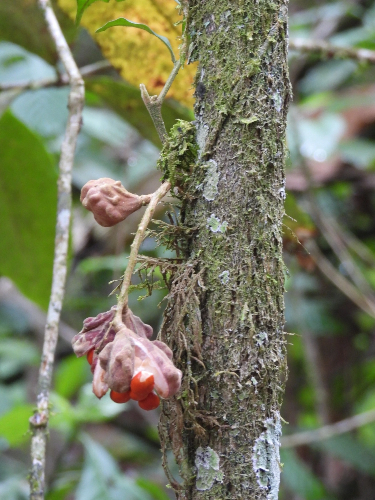 Guarea, plantas, fotografado em Perequê, Ilhabela