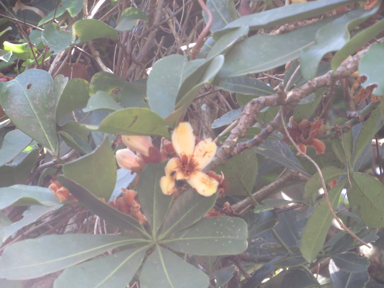 Bombacoideae, plantas, fotografado em Maresias, São Sebastião