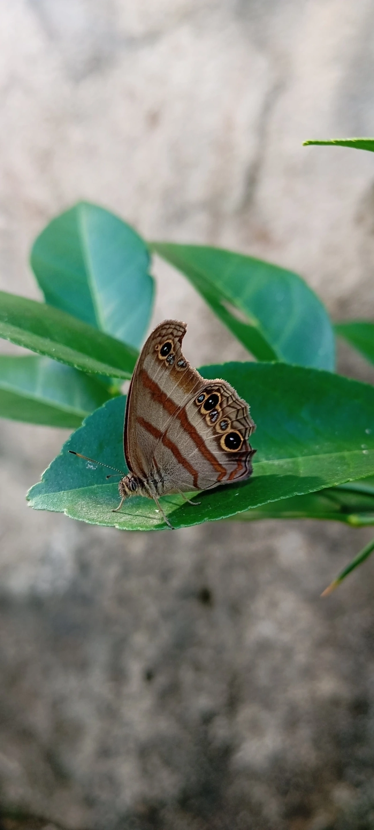 Olho-de-boi-de-Cramer (Modica myncea), insetos, fotografado em Maresias, São Sebastião