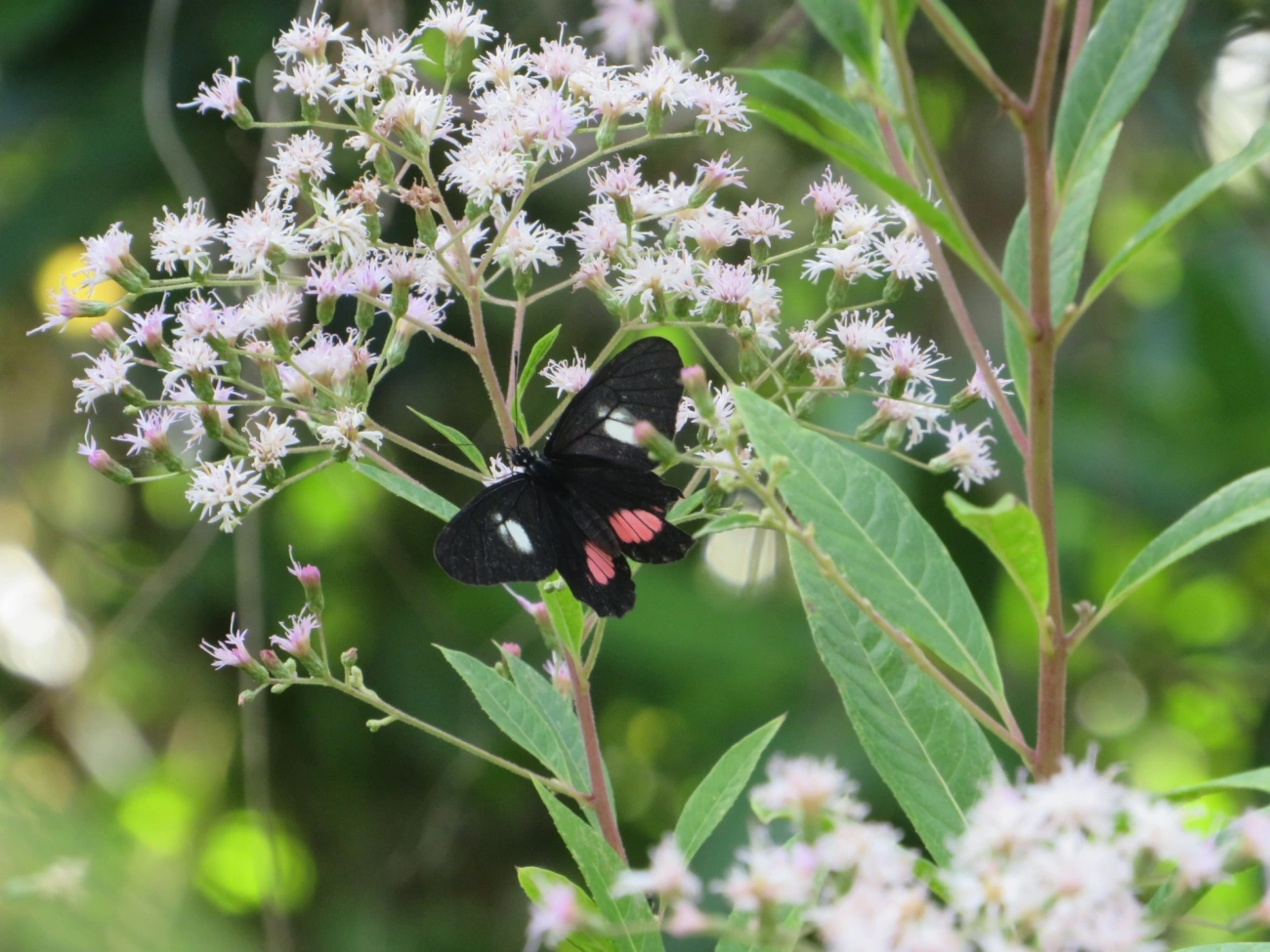 Branca-mimética (Archonias brassolis), insetos, fotografado em Maresias, São Sebastião