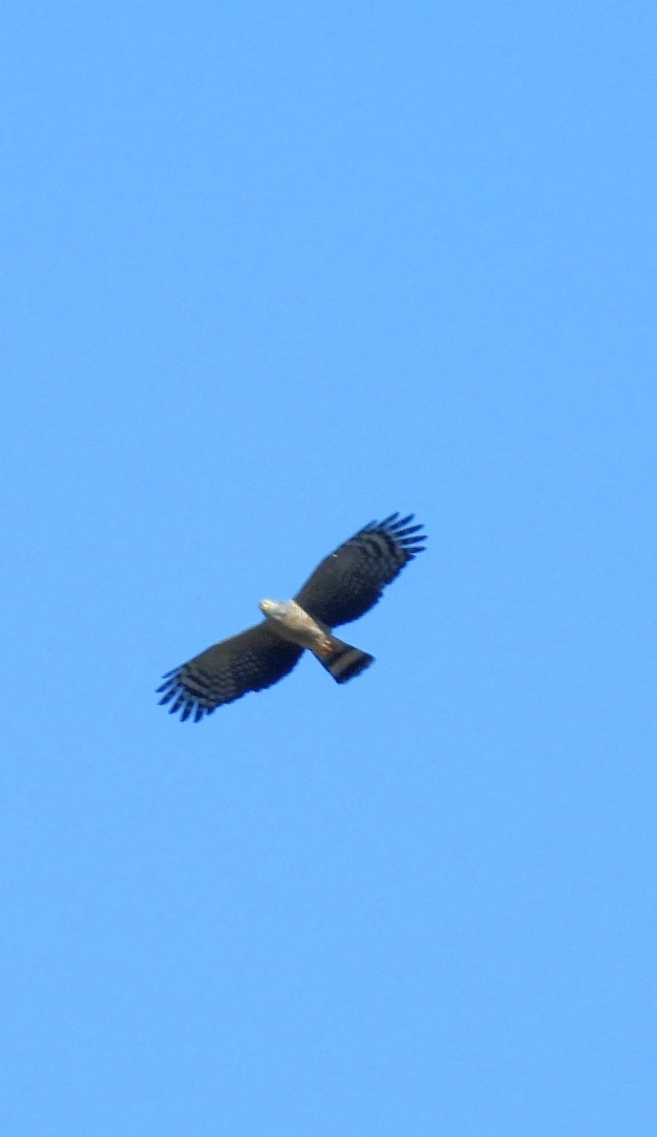 Caracoleiro (Chondrohierax uncinatus), aves, fotografado em Maresias, São Sebastião
