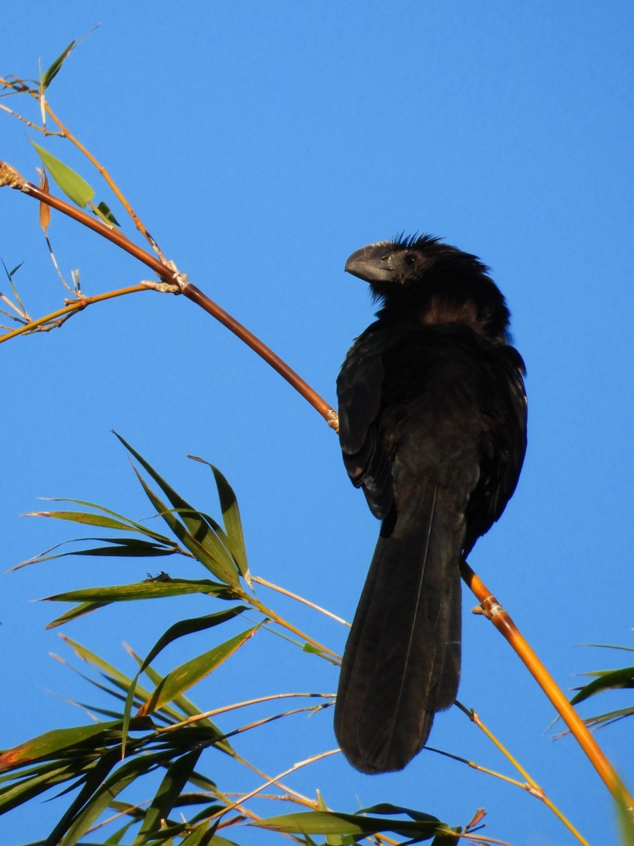 Anu-preto (Crotophaga ani), aves, fotografado em Maresias, São Sebastião