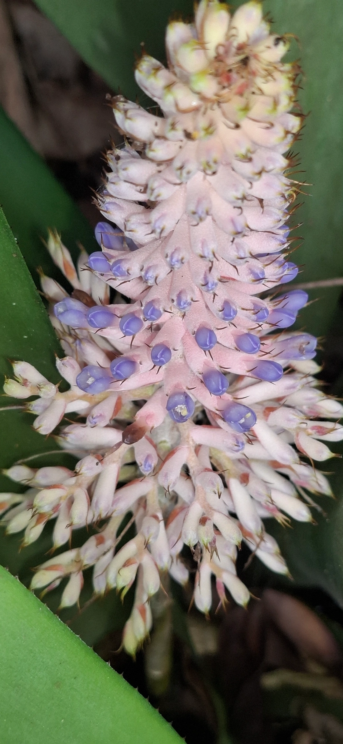 Gravata (Aechmea coelestis), plantas, fotografado em Maresias, São Sebastião