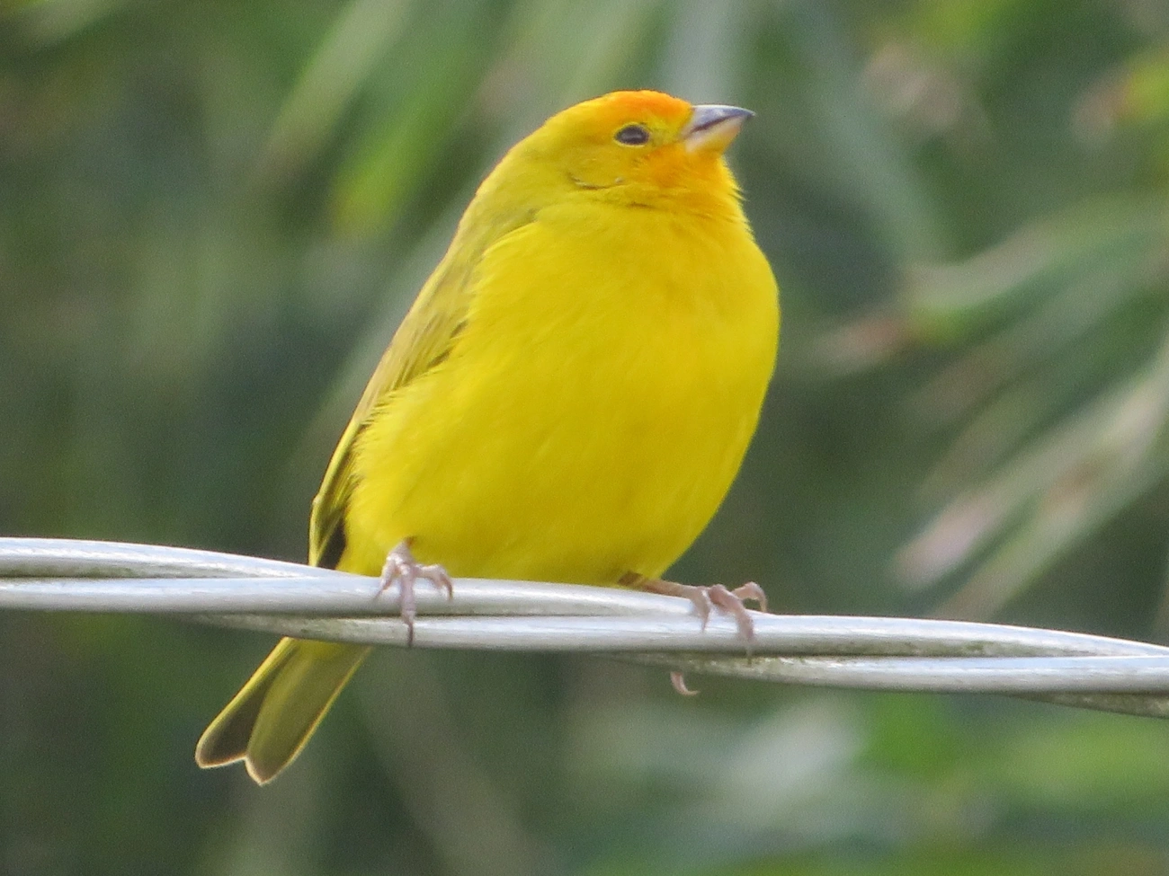 Canário-da-terra-verdadeiro (Sicalis flaveola), aves, fotografado em Maresias, São Sebastião