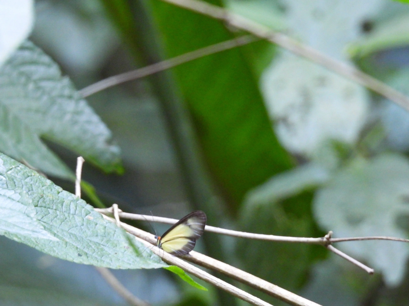 Borboleta-de-vidro-scada (Scada karschina), insetos, fotografado em Maresias, São Sebastião