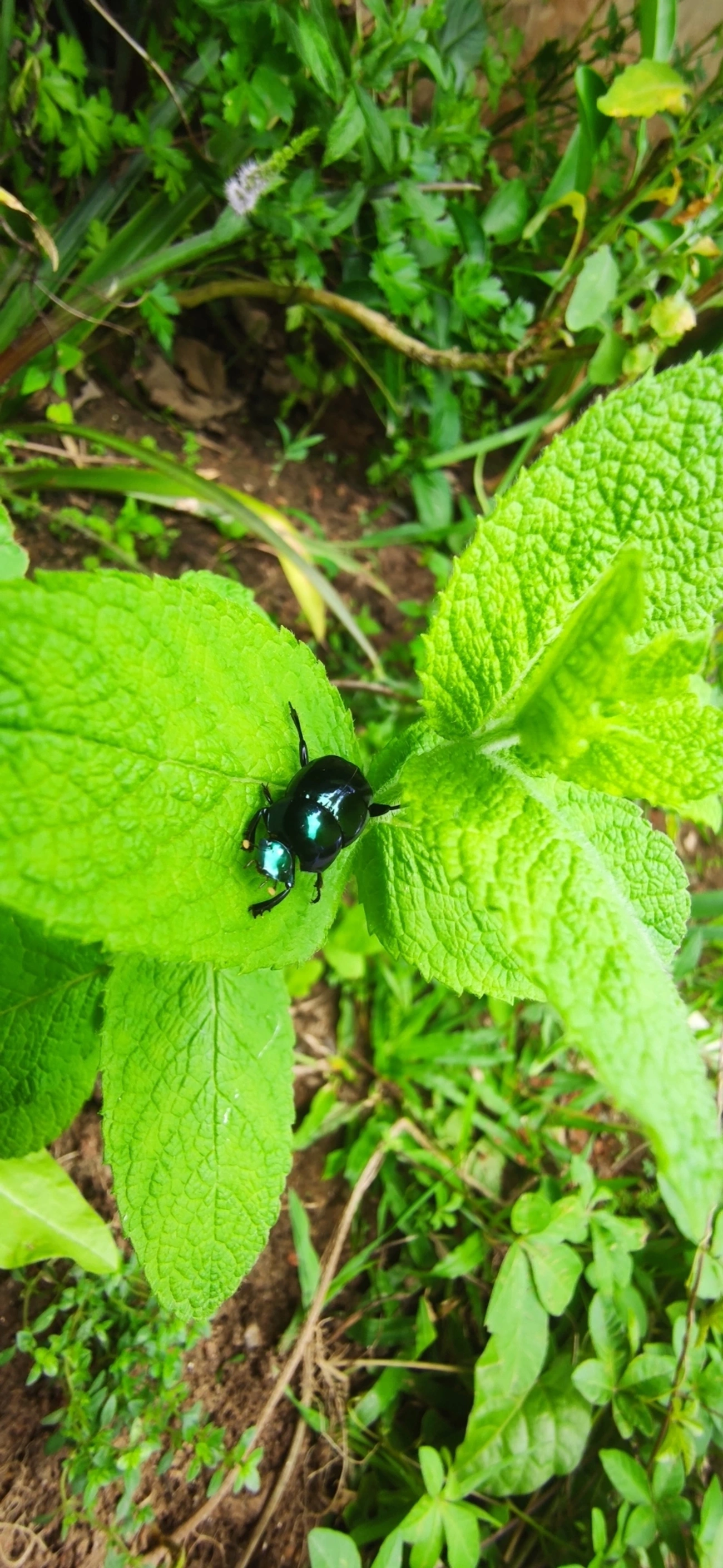 Besouro-rola-bosta (Canthon rutilans), insetos, fotografado em Maresias, São Sebastião