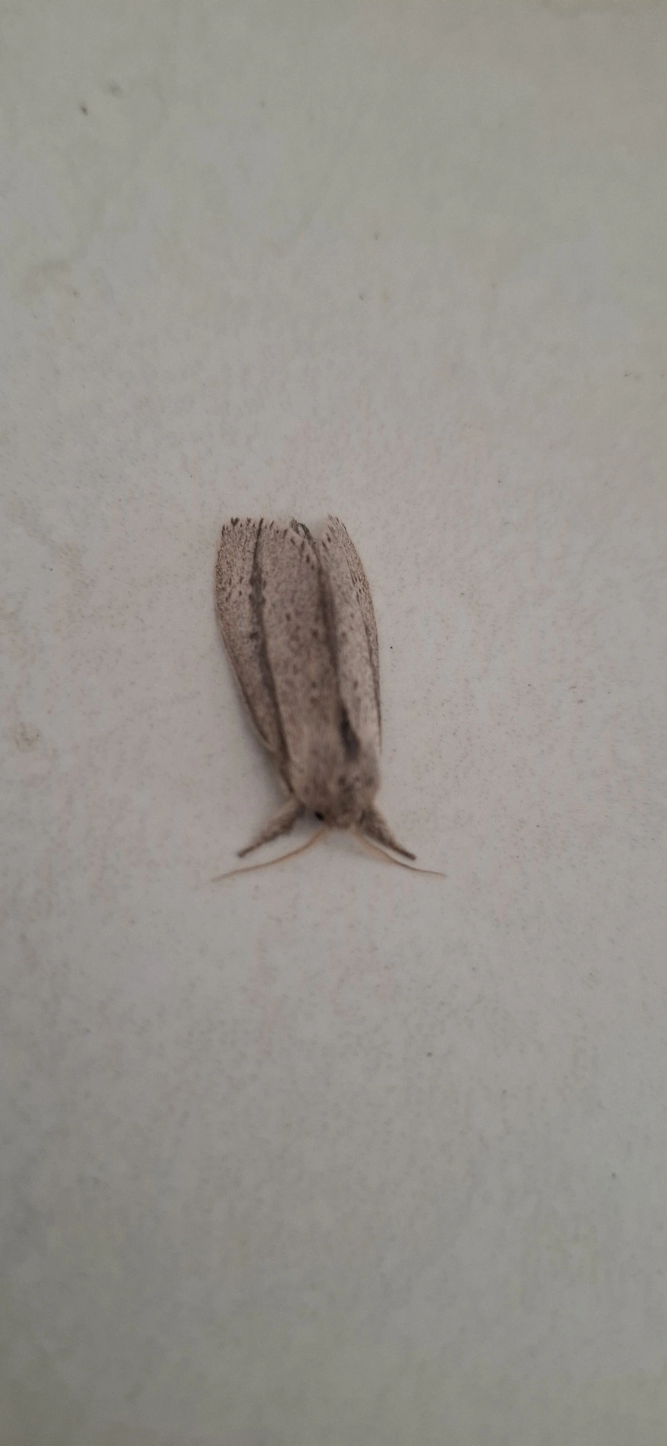 Heorta pulchra, insetos, fotografado em Maresias, São Sebastião