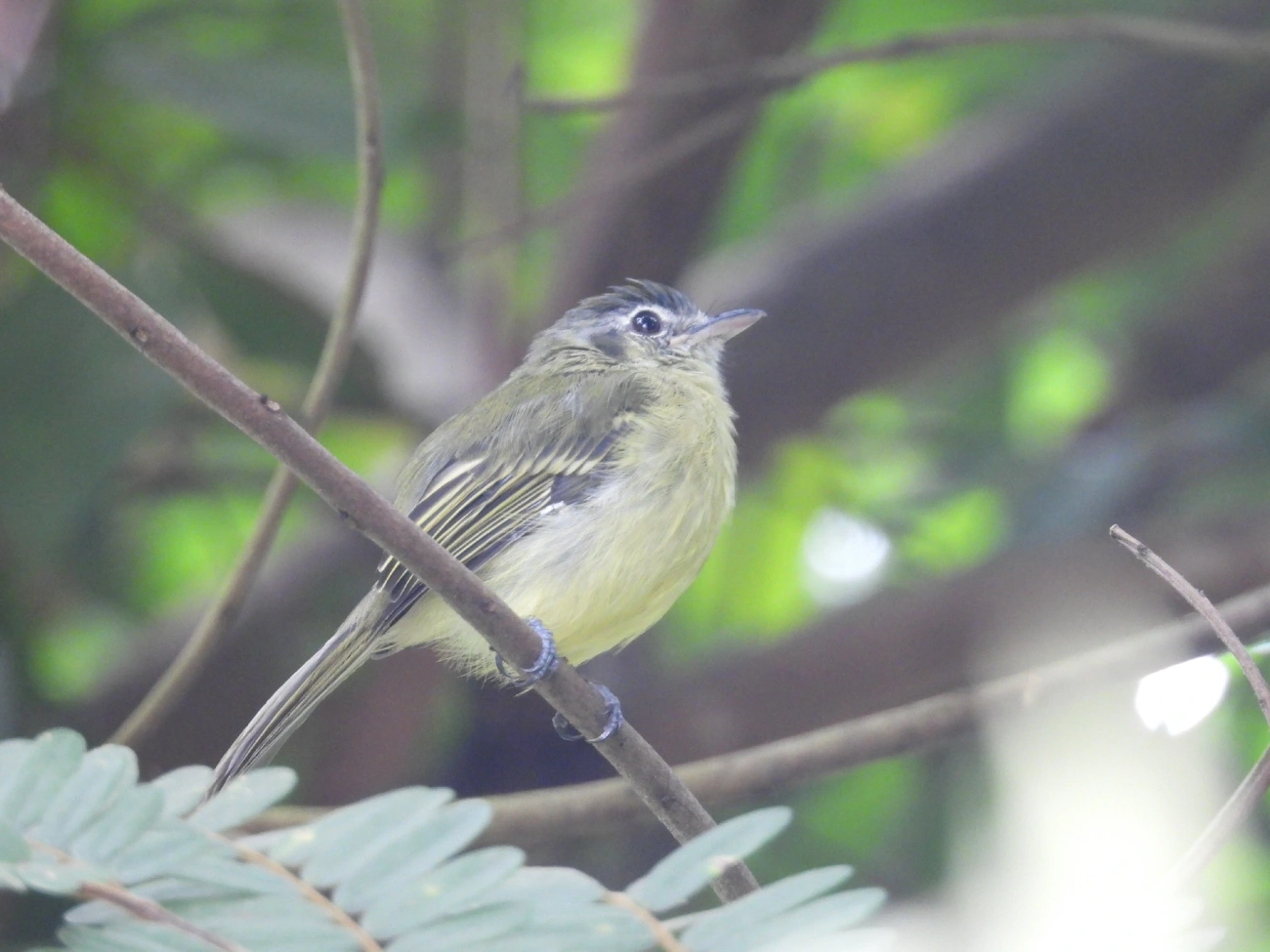 Bico-chato-de-orelha-preta (Tolmomyias sulphurescens), aves, fotografado em Guararema