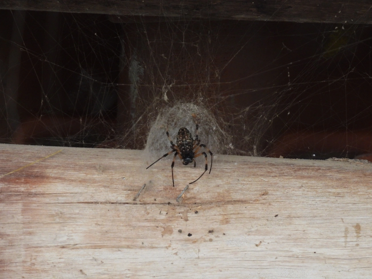 Maria-bola (Nephilingis cruentata), aracnídeos, fotografado em Catuçaba, São Luíz do Paraitinga