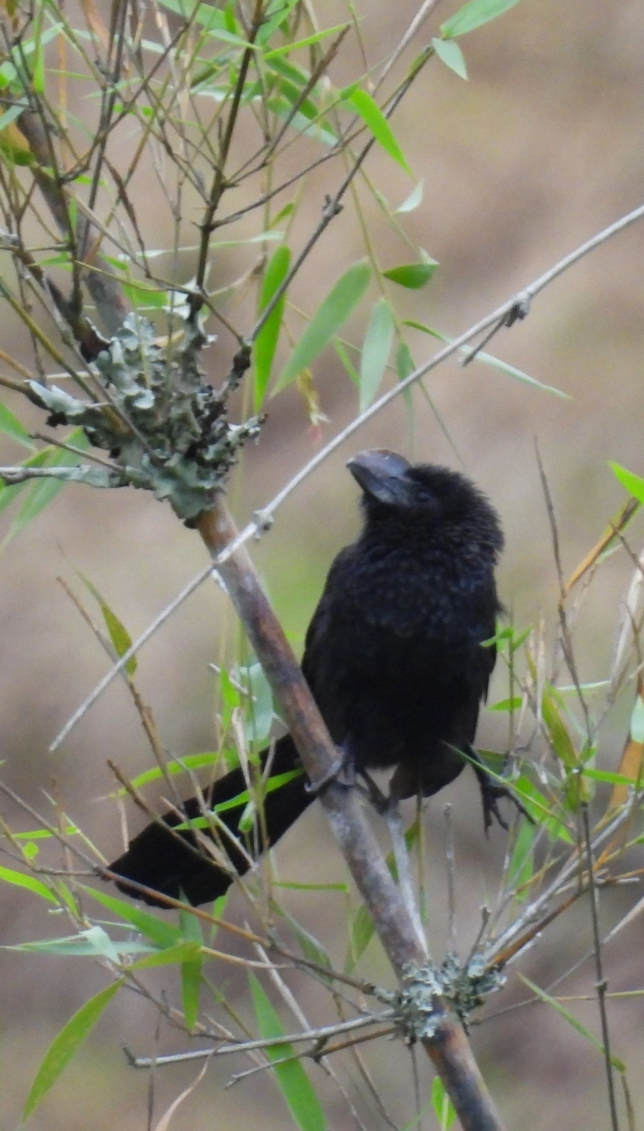 Anu-preto (Crotophaga ani), aves, fotografado em Recanto Imperial, Santa Isabel