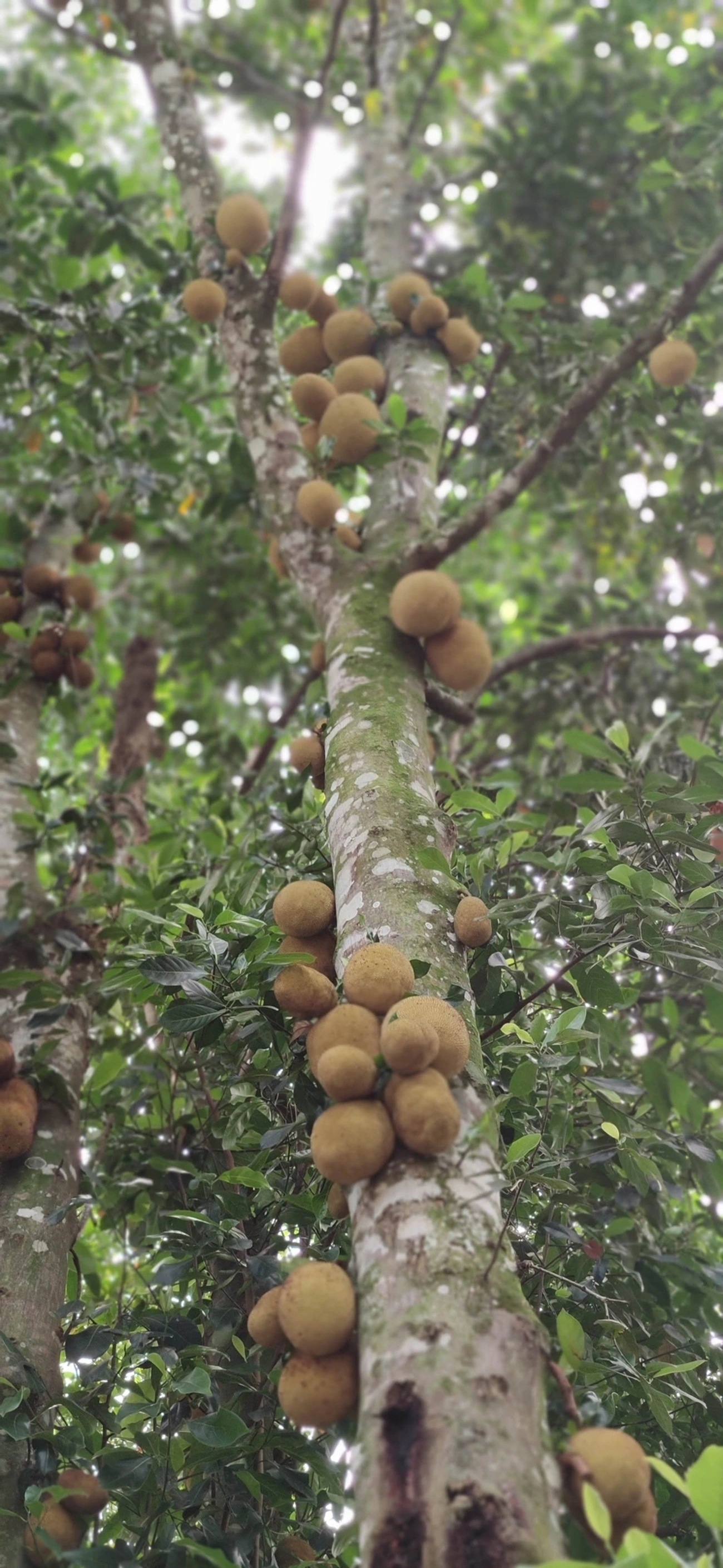 Jaca (Artocarpus heterophyllus), plantas, fotografado em Caraguatatuba