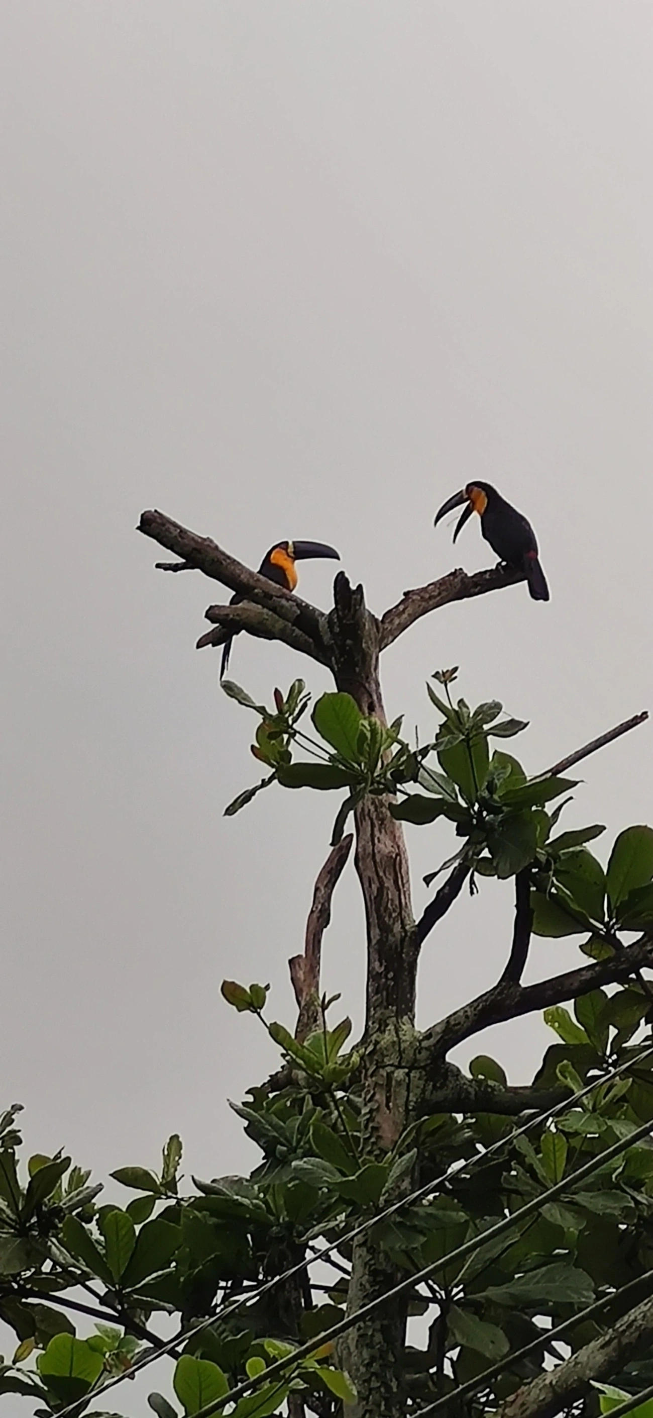 Tucano-de-ariel (Ramphastos vitellinus), aves, fotografado em São Paulo