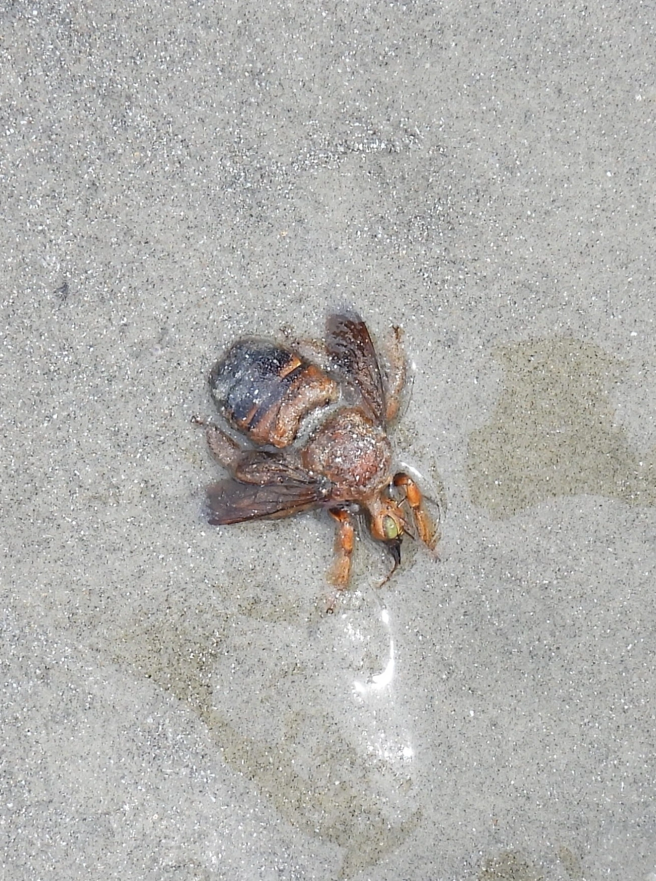 Neoxylocopa, insetos, fotografado em Maresias, São Sebastião