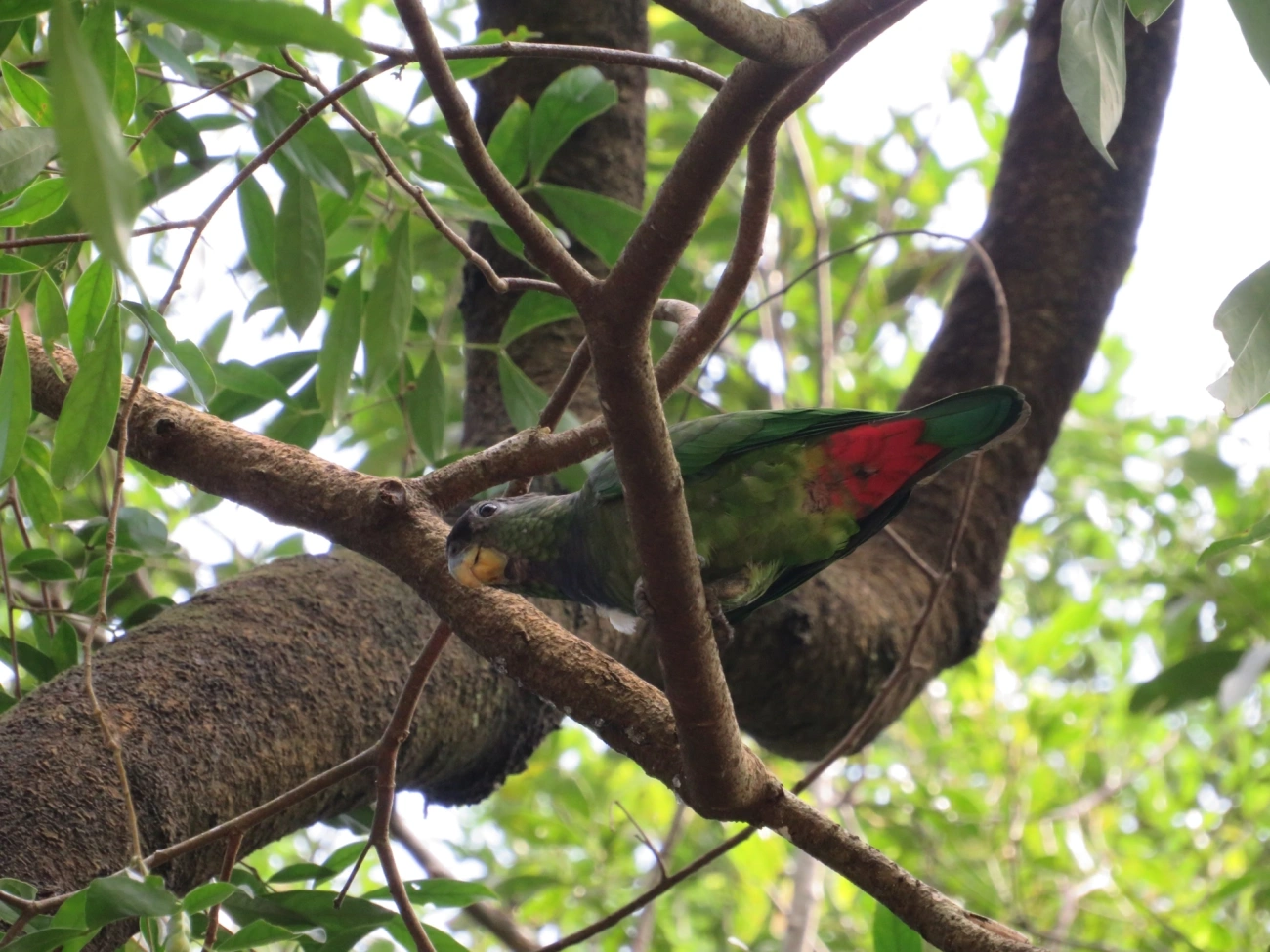 Maitaca-verde (Pionus maximiliani), aves, fotografado em Maresias, São Sebastião