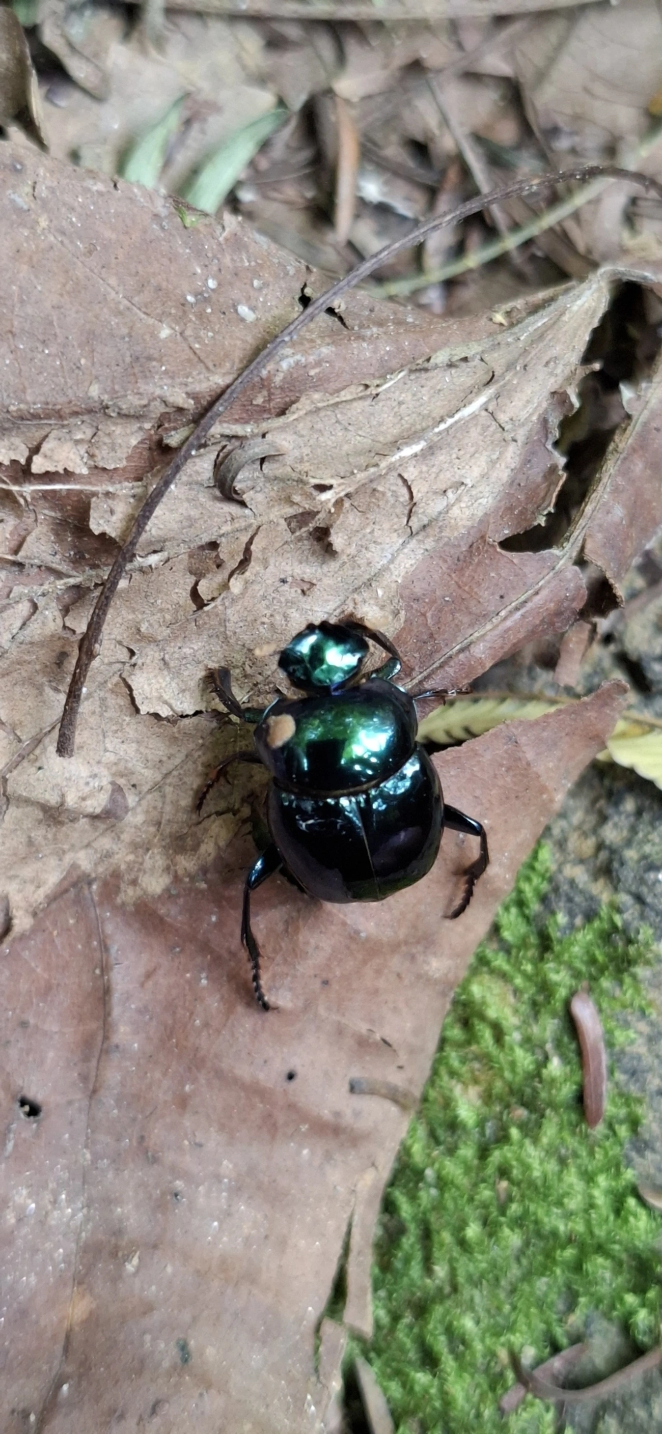 Canthidium, insetos, fotografado em Maresias, São Sebastião