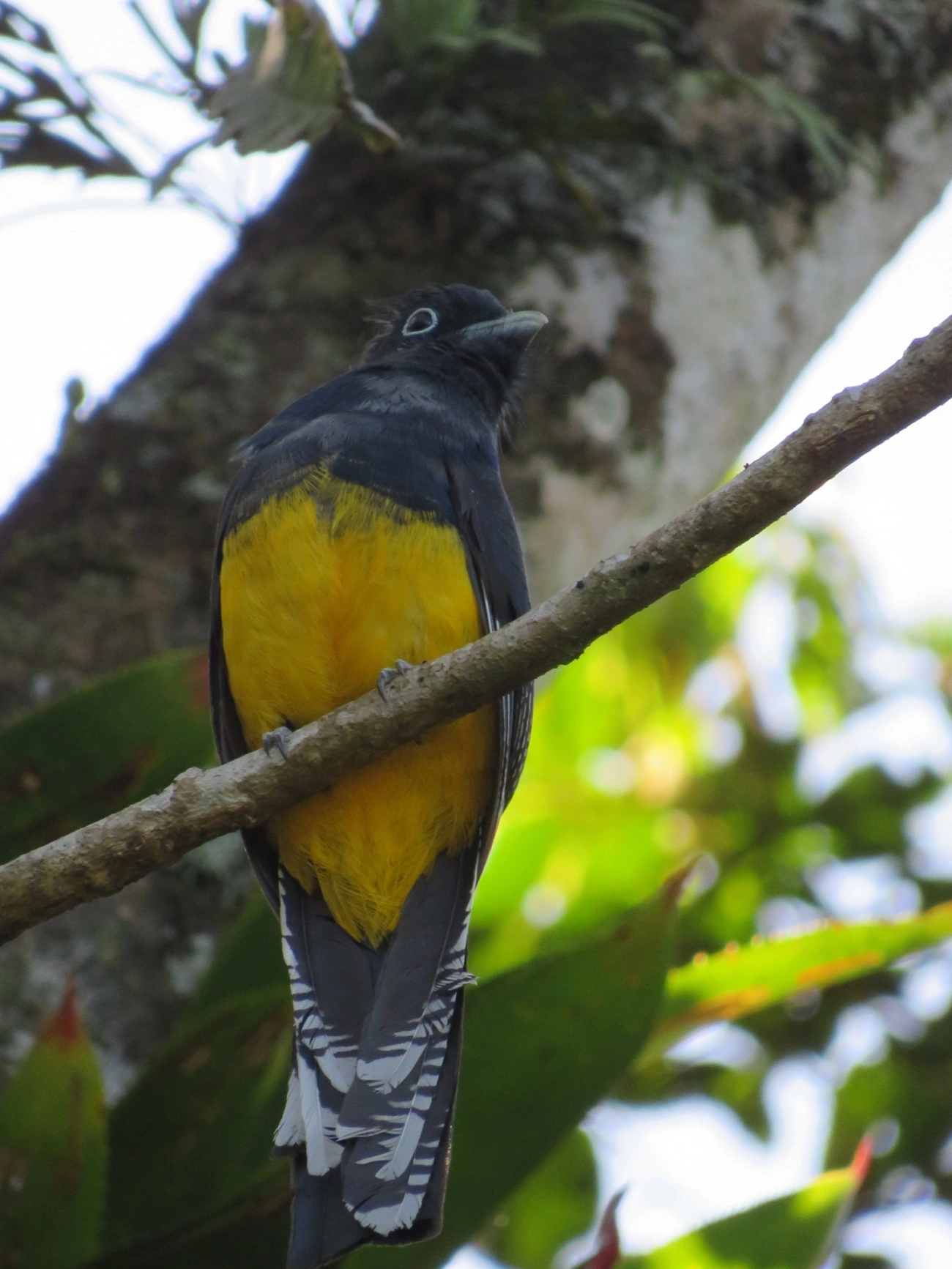 Surucuá-de-barriga-amarela (Trogon viridis), aves, fotografado em Paúba, São Sebastião