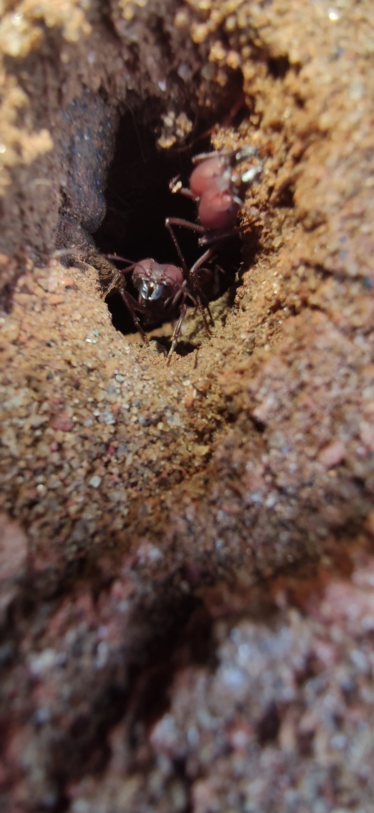 Saúvas (Atta), insetos, fotografado em Maresias, São Sebastião