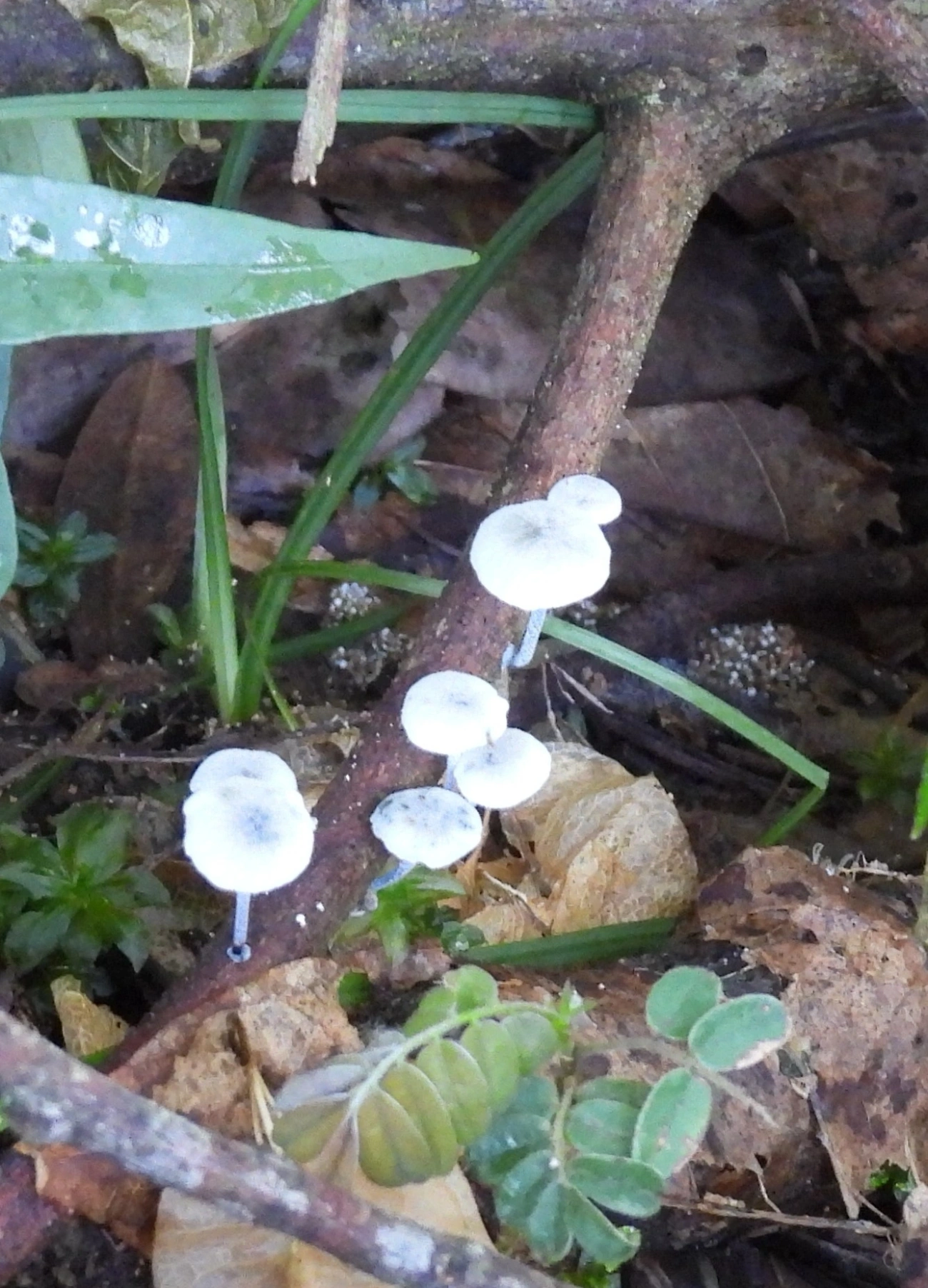 Clitocybula azurea, fungos, fotografado em Queluz