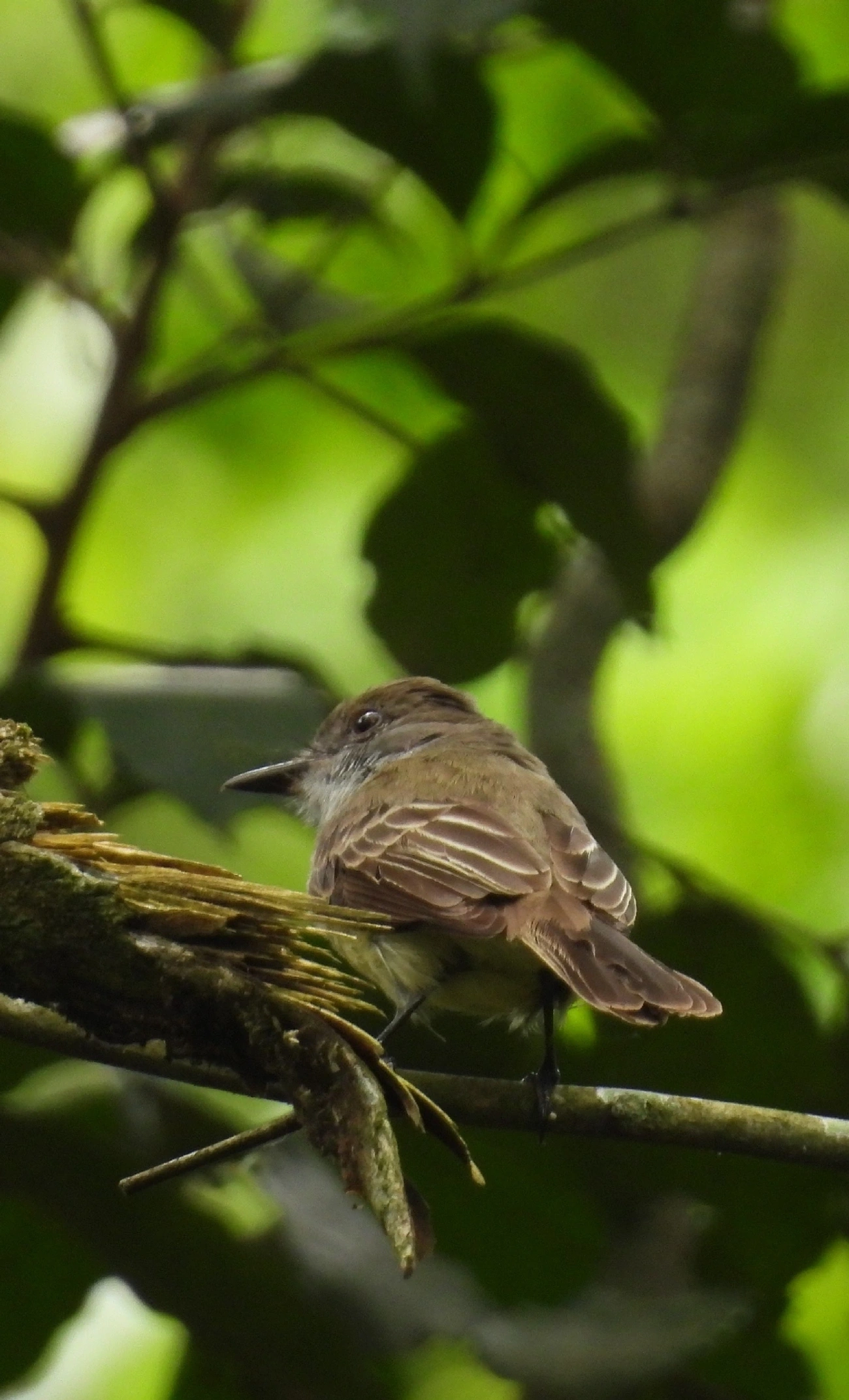 Marias-Cavaleiras e Afins (Myiarchus), aves, fotografado em Perequê, Ilhabela