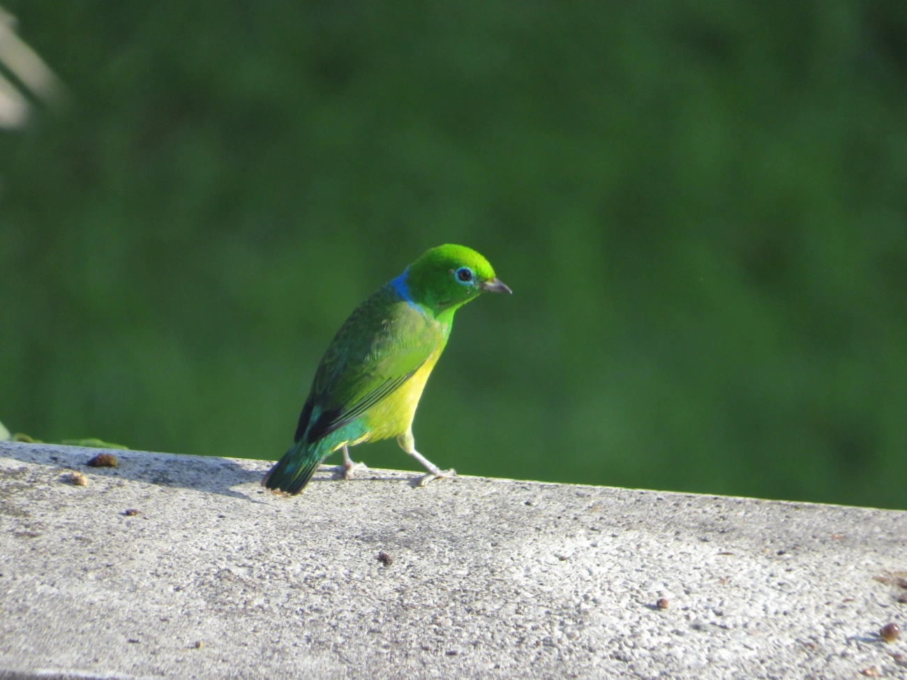 Gaturamo-bandeira (Chlorophonia cyanea), aves, fotografado em Maresias, São Sebastião