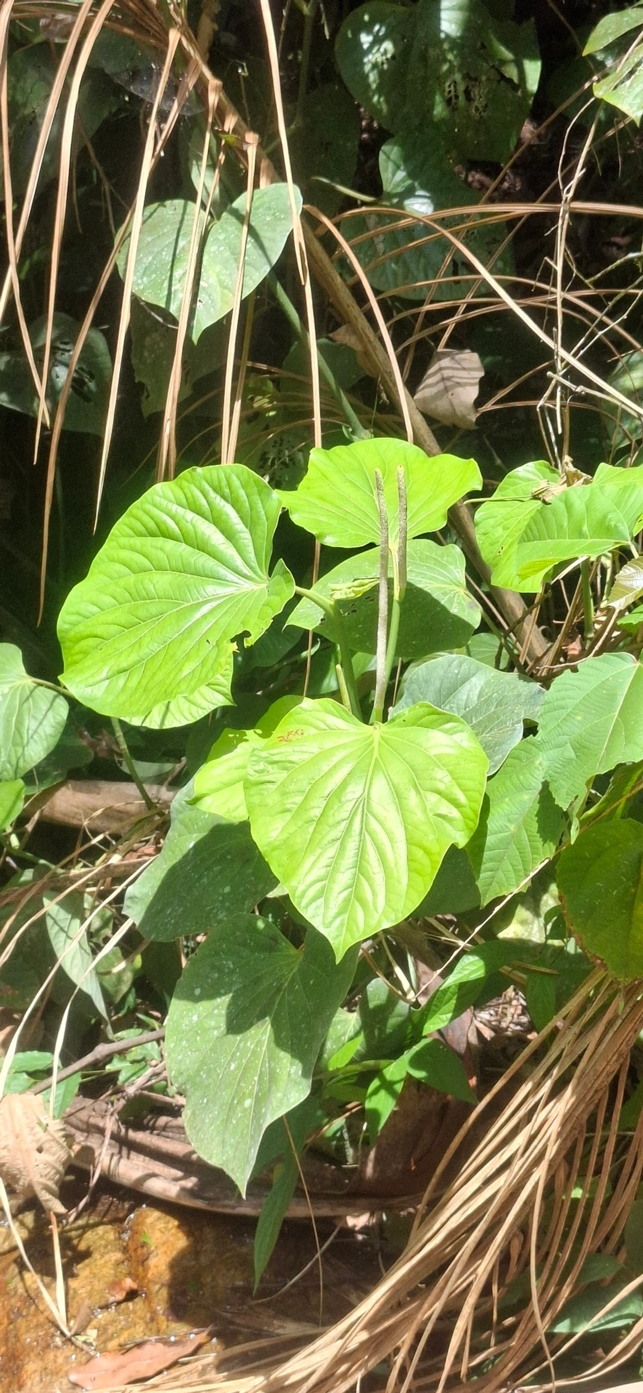Piper, plantas, fotografado em Maresias, São Sebastião