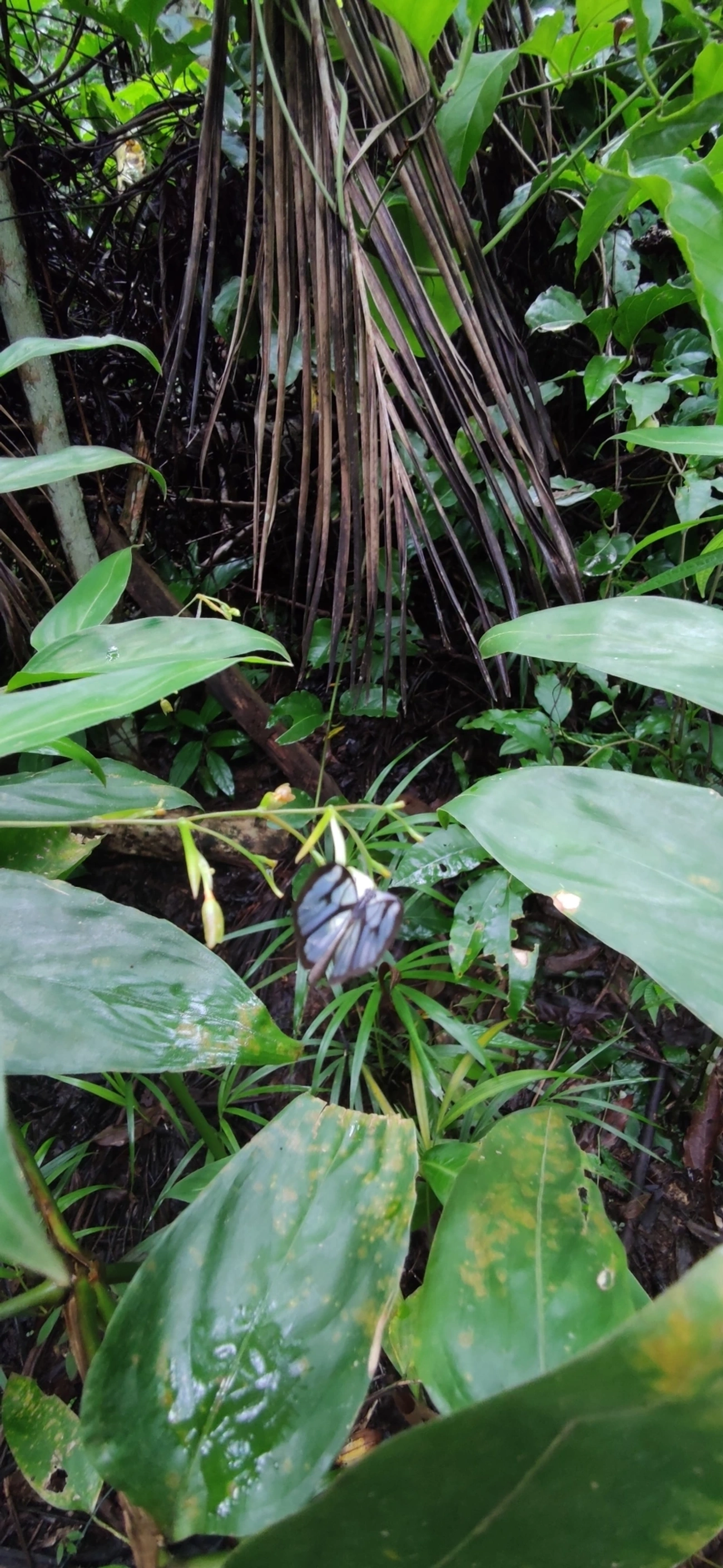 Borboleta-vidro (Oleria aquata), insetos, fotografado em Maresias, São Sebastião